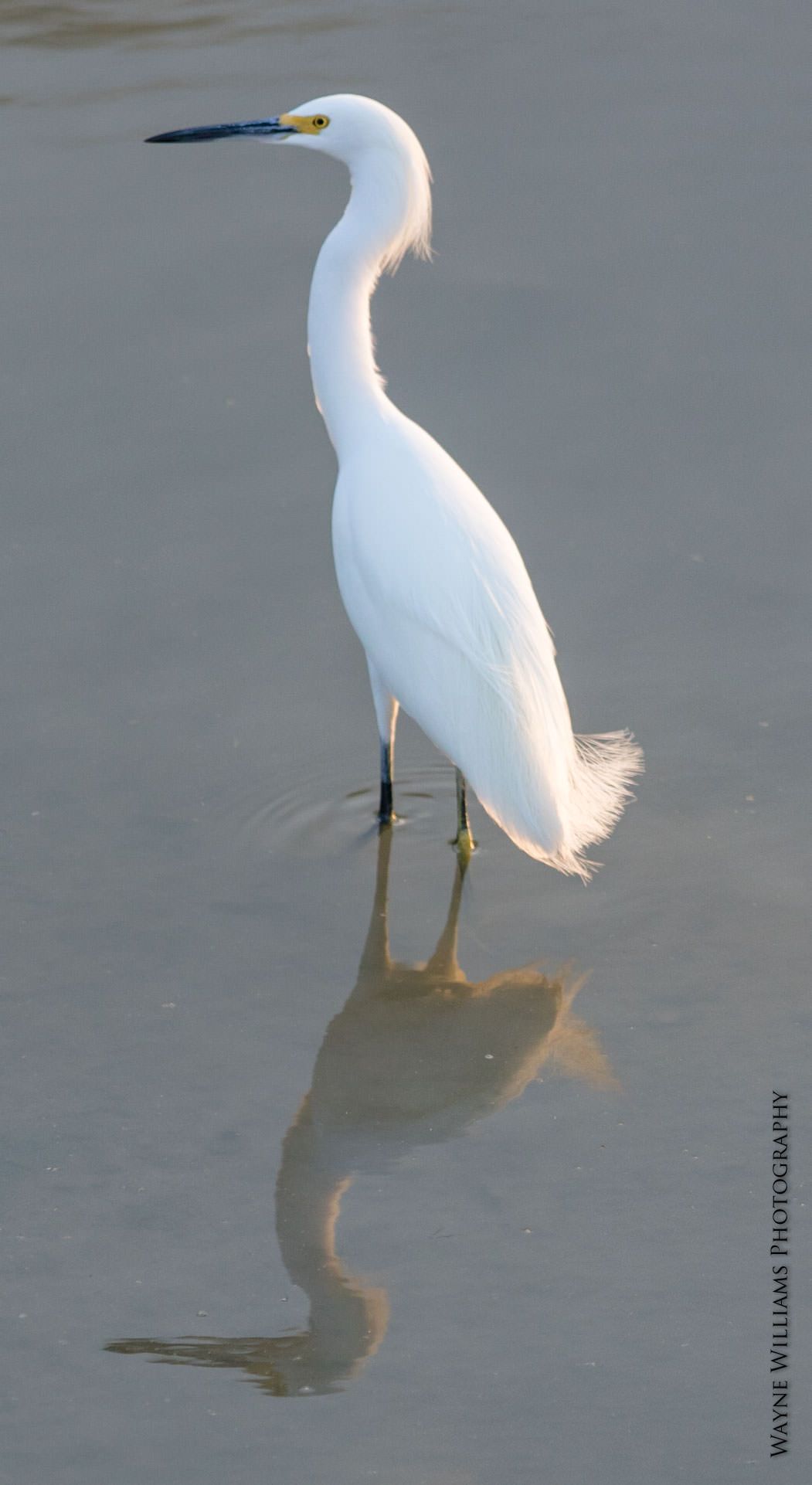 A white bird with a yellow beak is standing in the water.