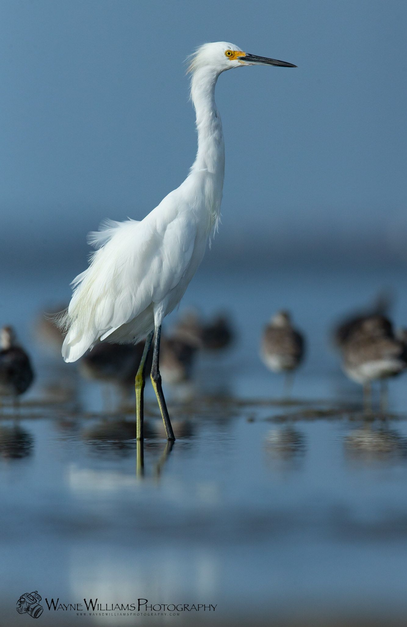 A white bird with a yellow beak is standing in the water.