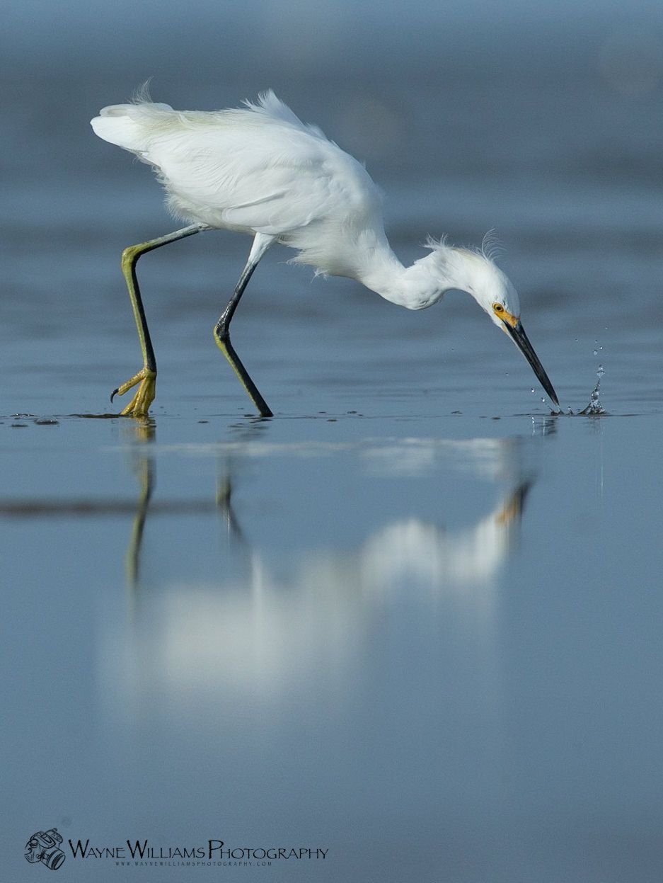 A white bird with a yellow beak is standing in the water.