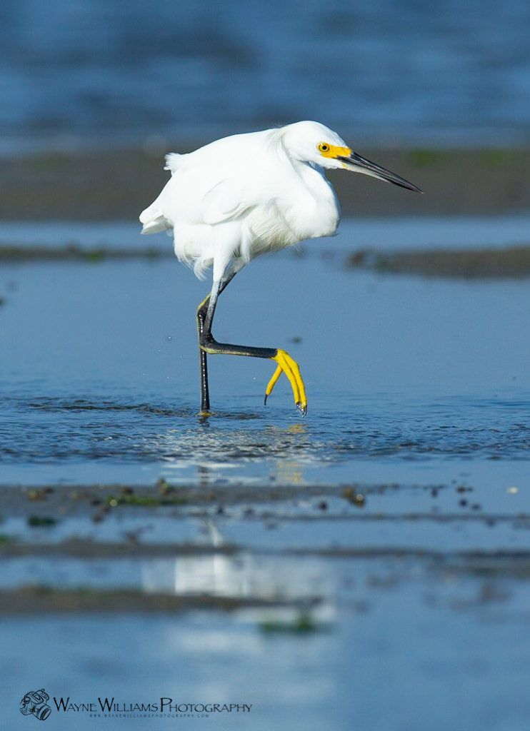 A white bird with a yellow beak is standing in the water.