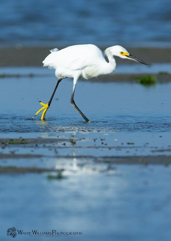 A white bird with a yellow beak is walking in the water.