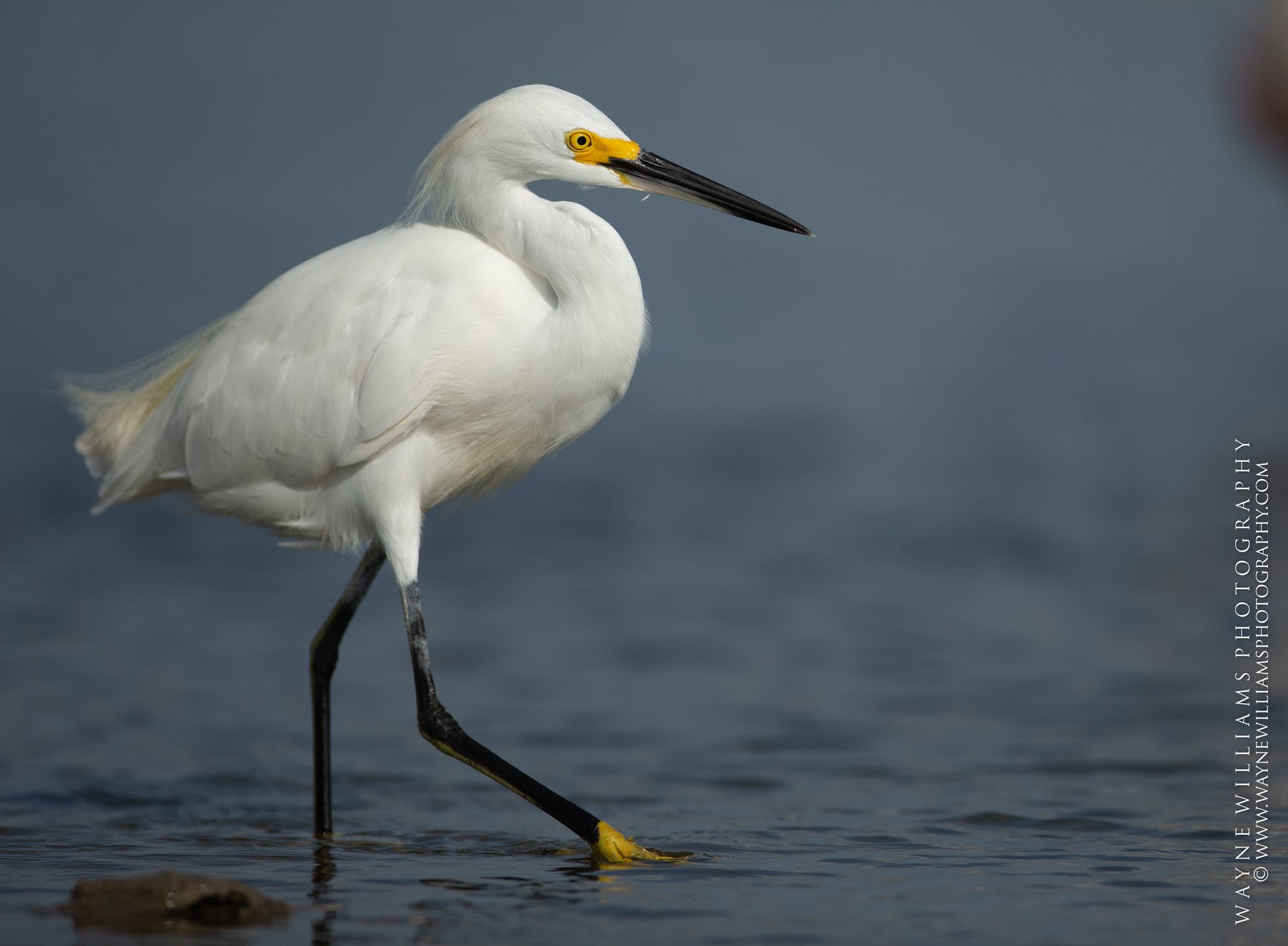 A white bird with a yellow beak is standing in the water