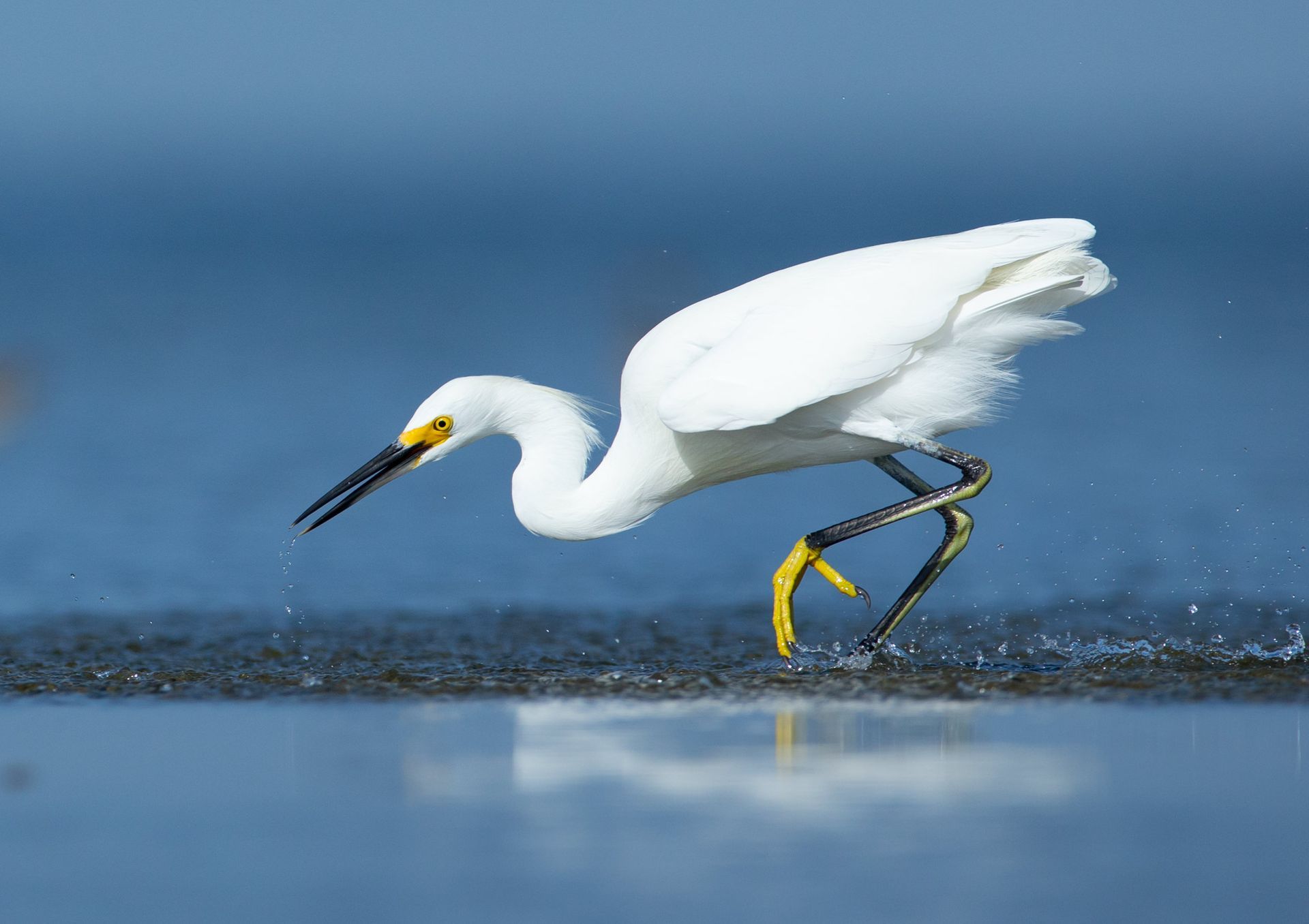 A white bird with a yellow beak is walking in the water