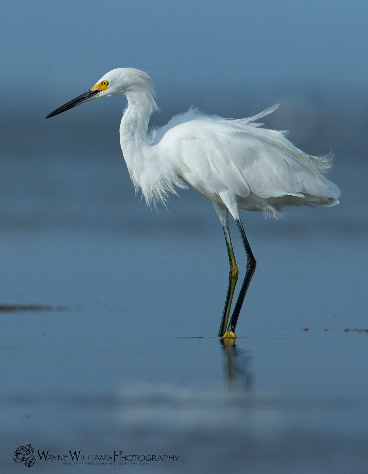 A white bird with a yellow beak is standing in the water.