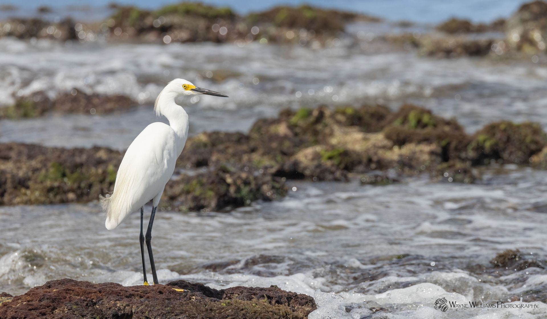 A white bird is standing on a rock near the ocean.