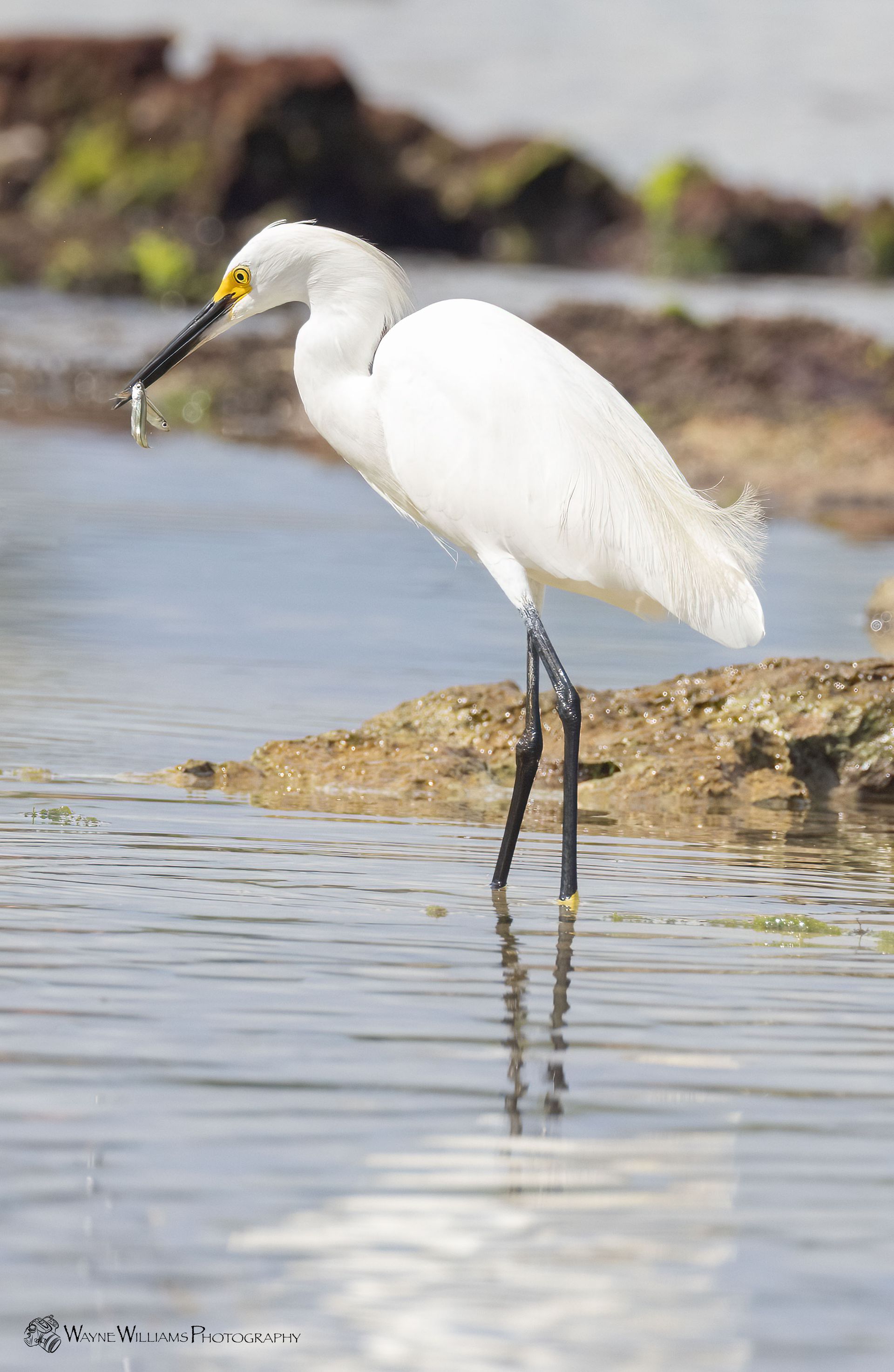 A white bird with a yellow beak is standing in the water.