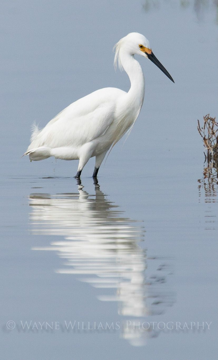 A white bird with a yellow beak is standing in the water.