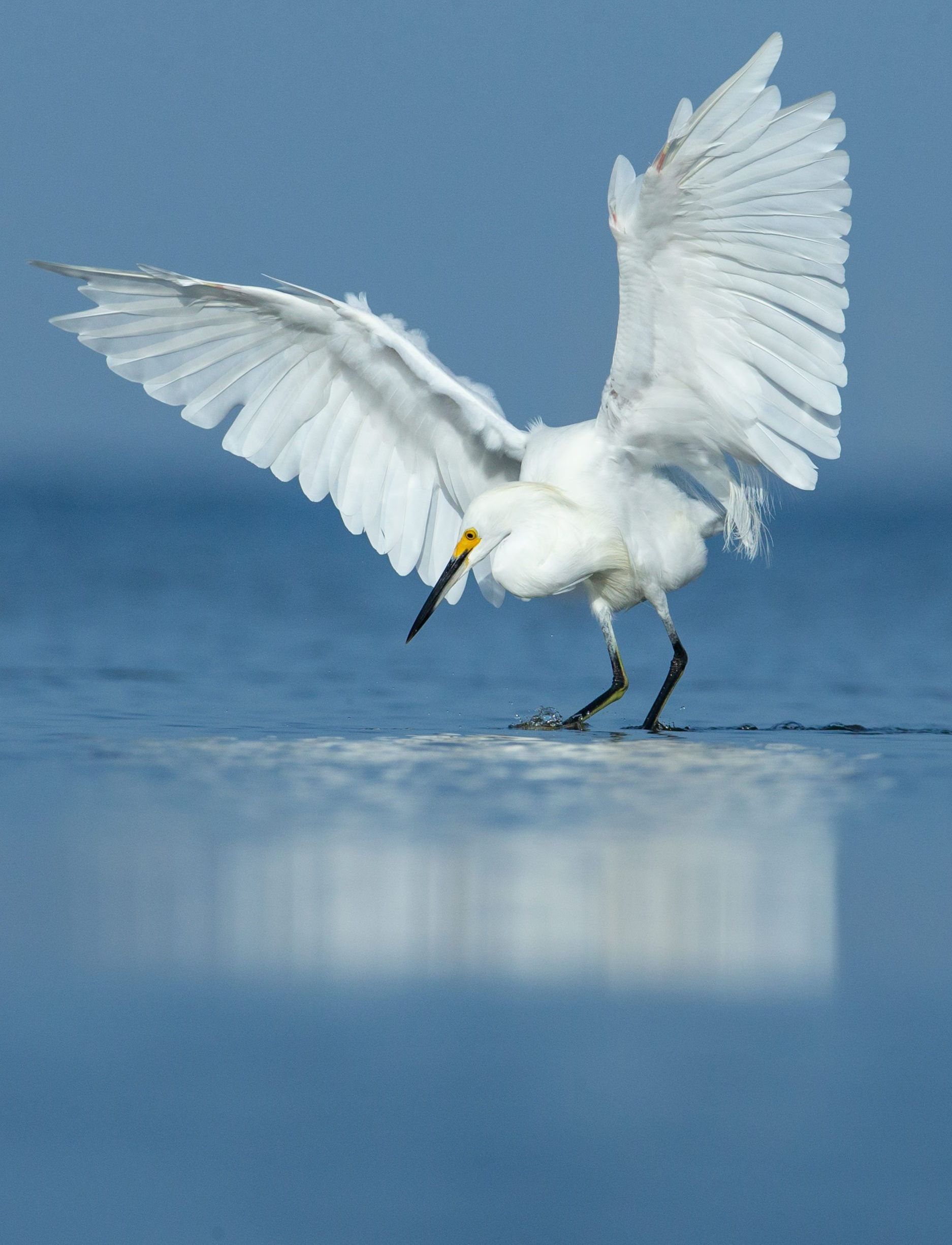 A white bird with a yellow beak is standing in the water with its wings spread