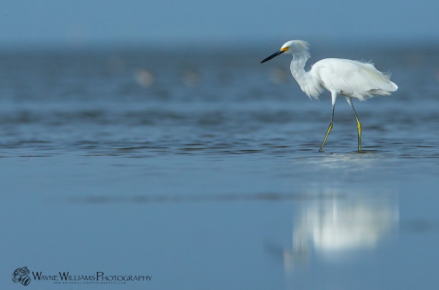 A white bird with a yellow beak is standing in the water.