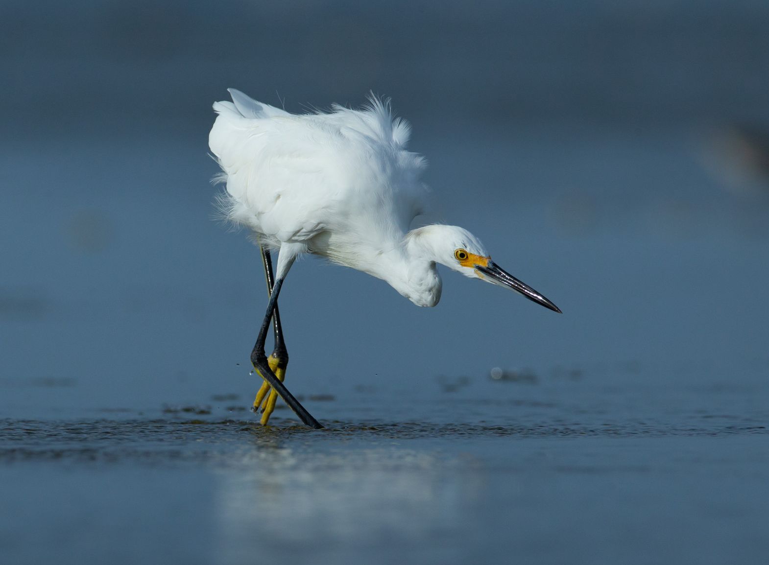 A white bird with a yellow beak is standing in the water.