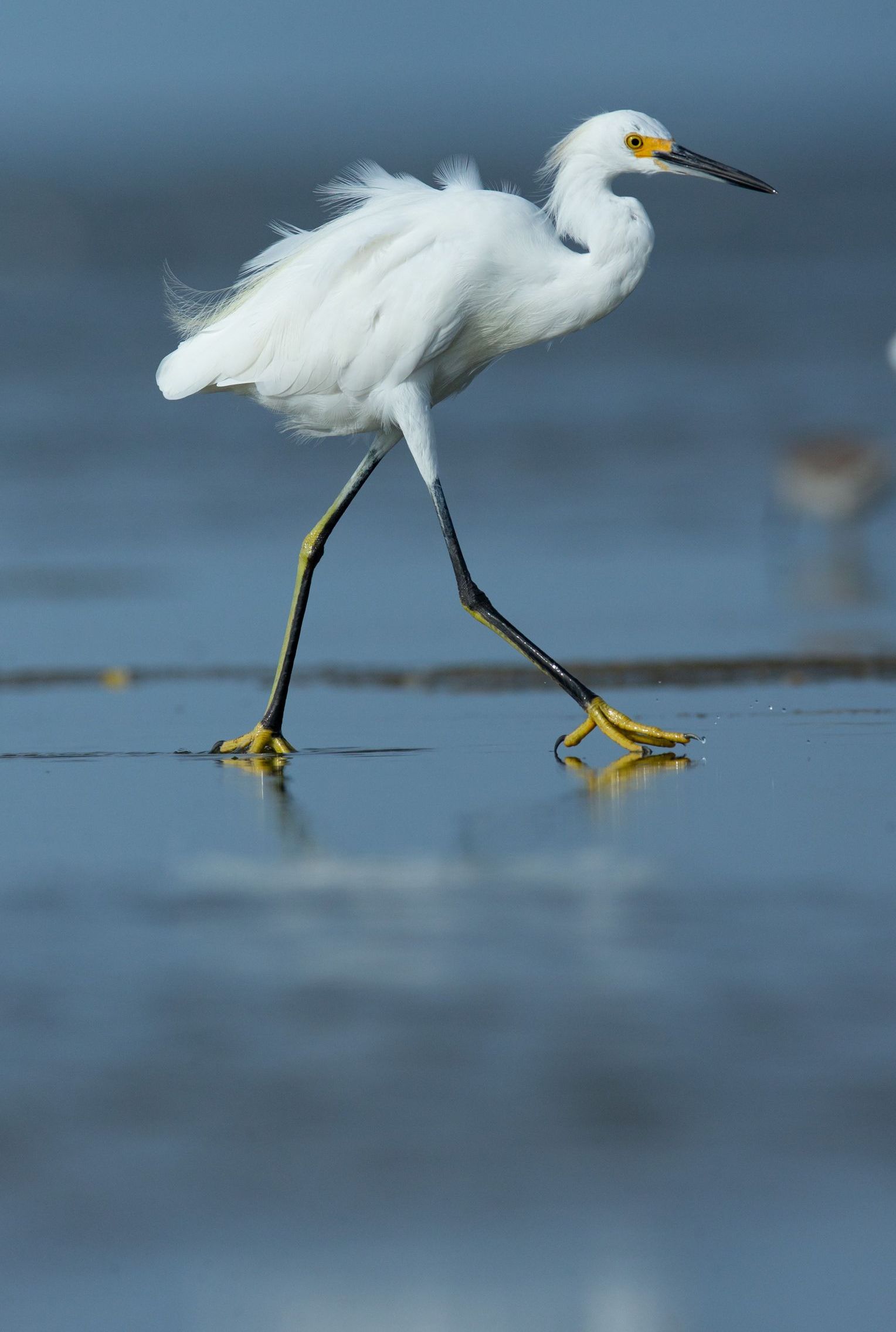 A white bird with a yellow beak is walking on the beach.