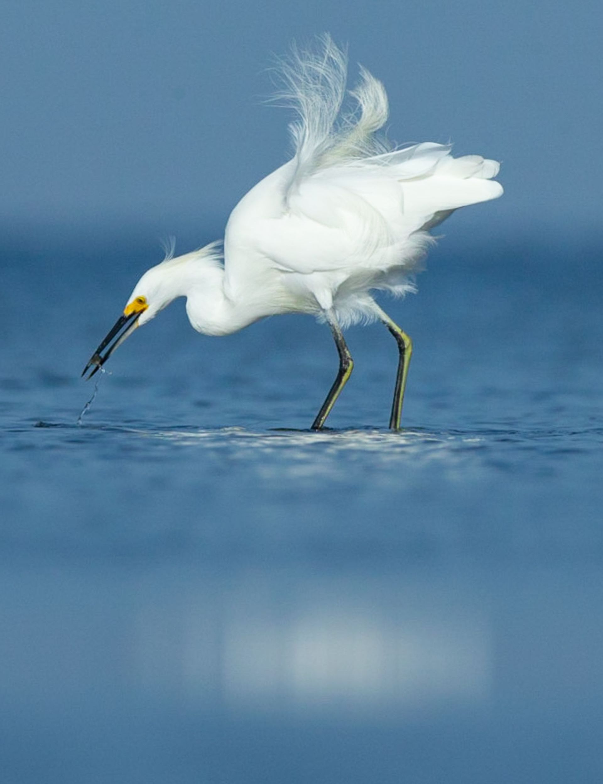 A white bird with a yellow beak is standing in the water.