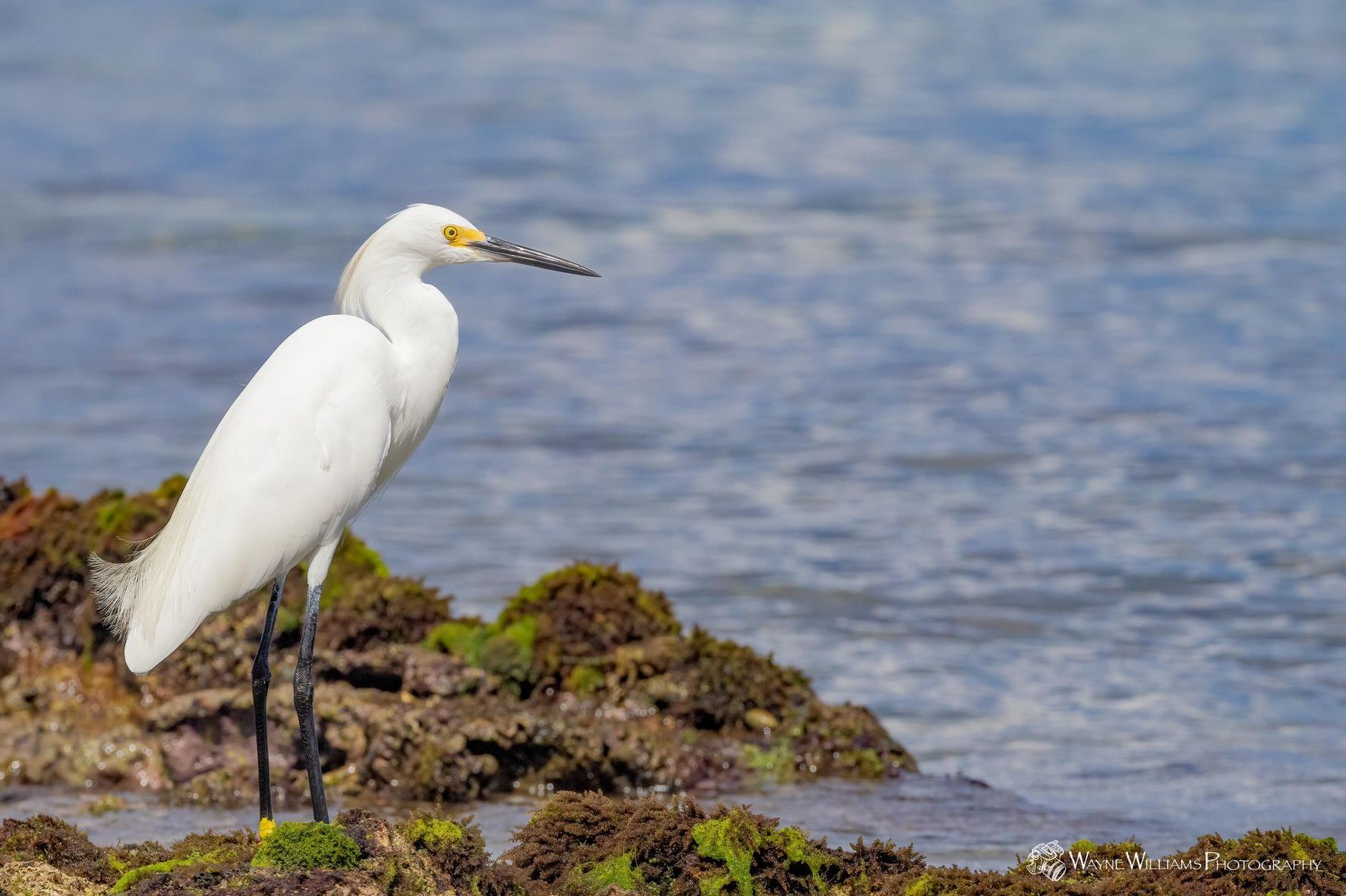 A white bird is standing on a rock near the water.