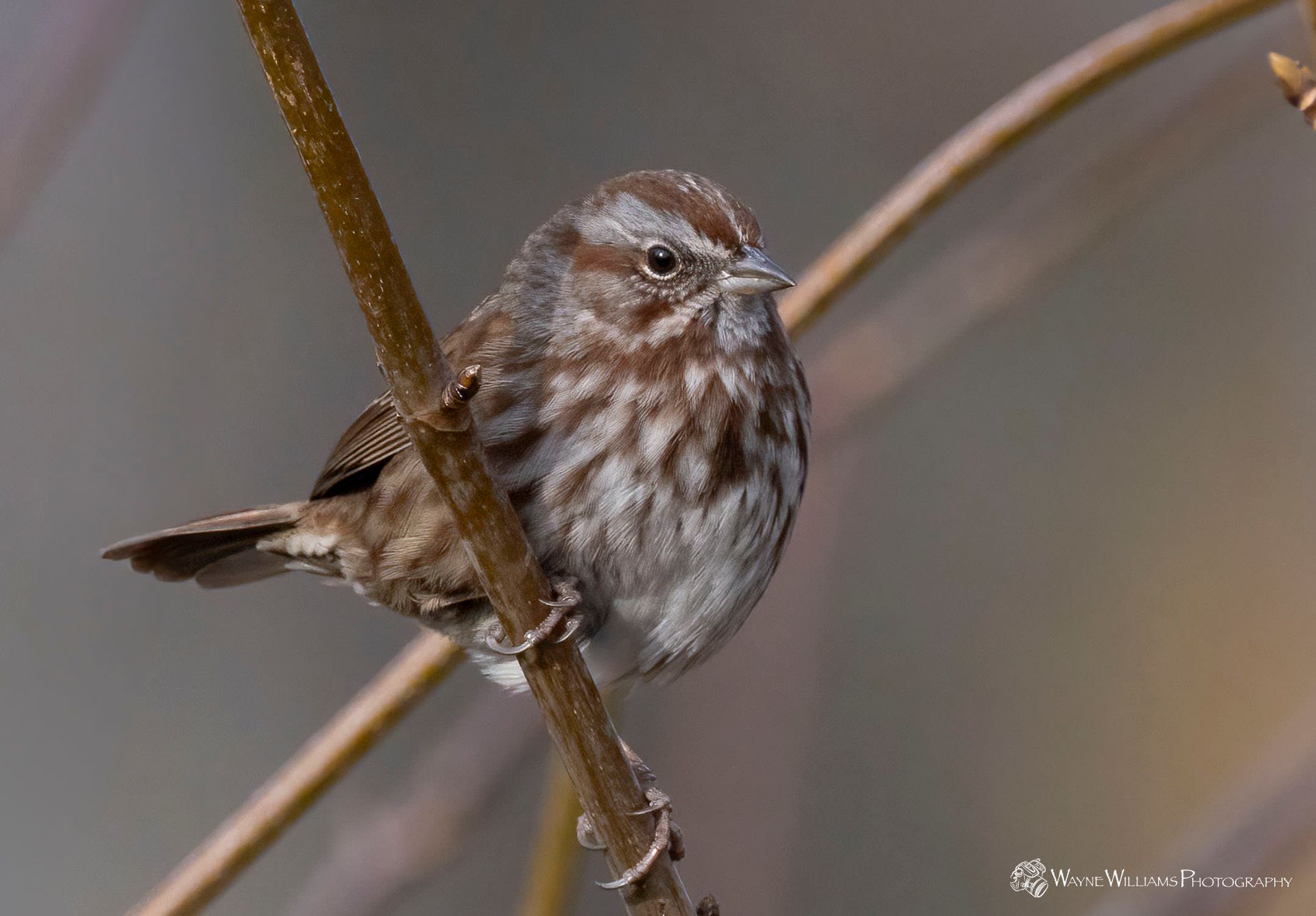 A small brown and white bird perched on a branch