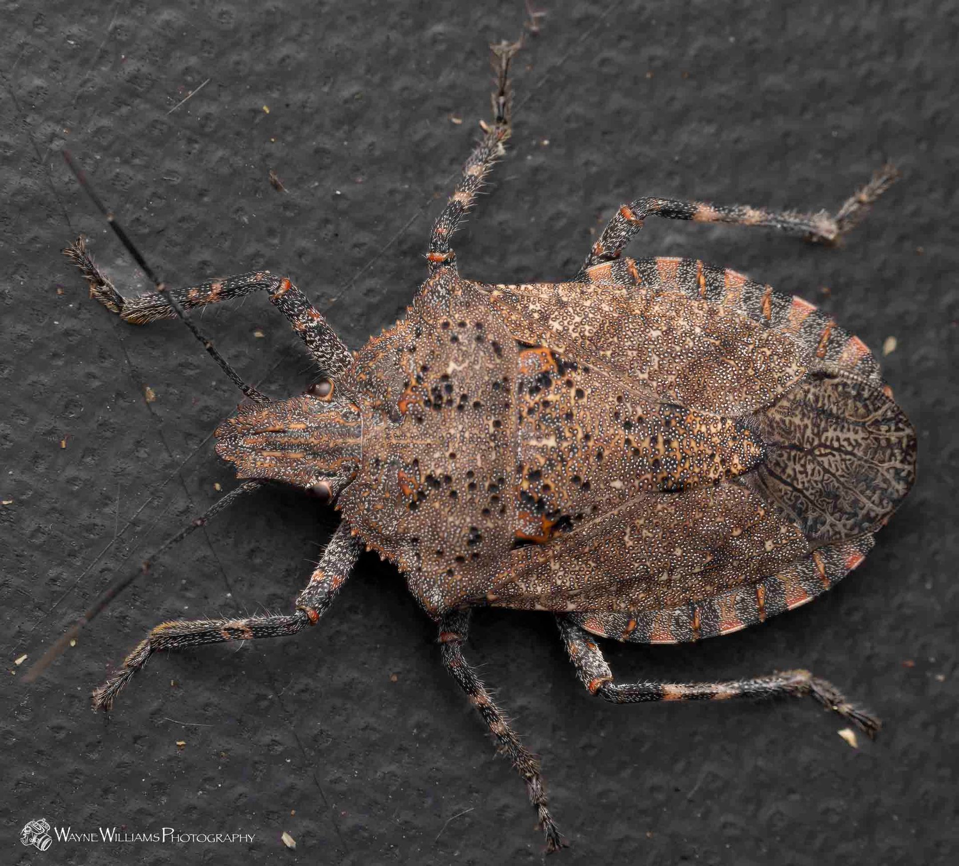 A close up of a bug on a black surface