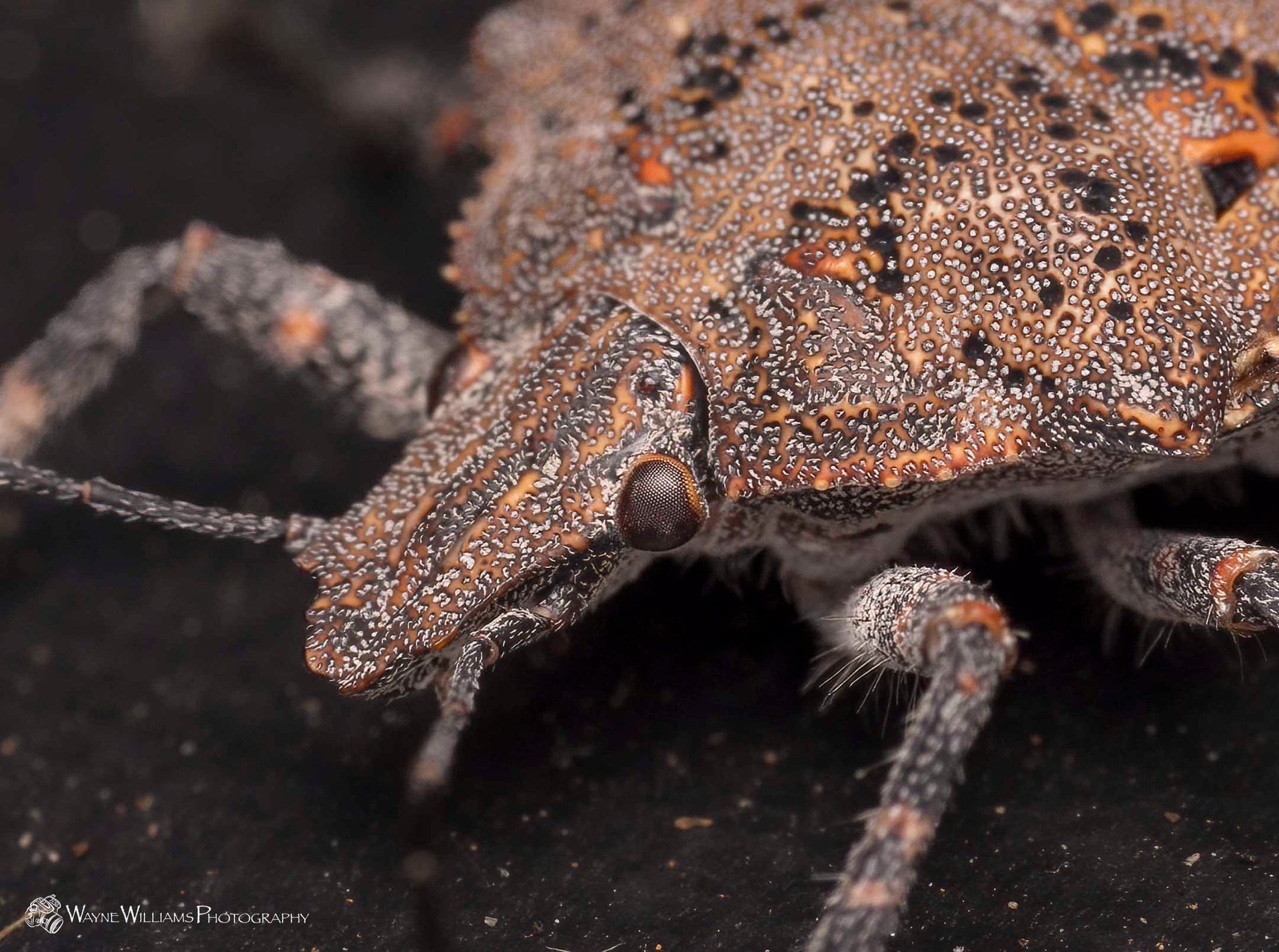 A close up of a bug on a black surface.