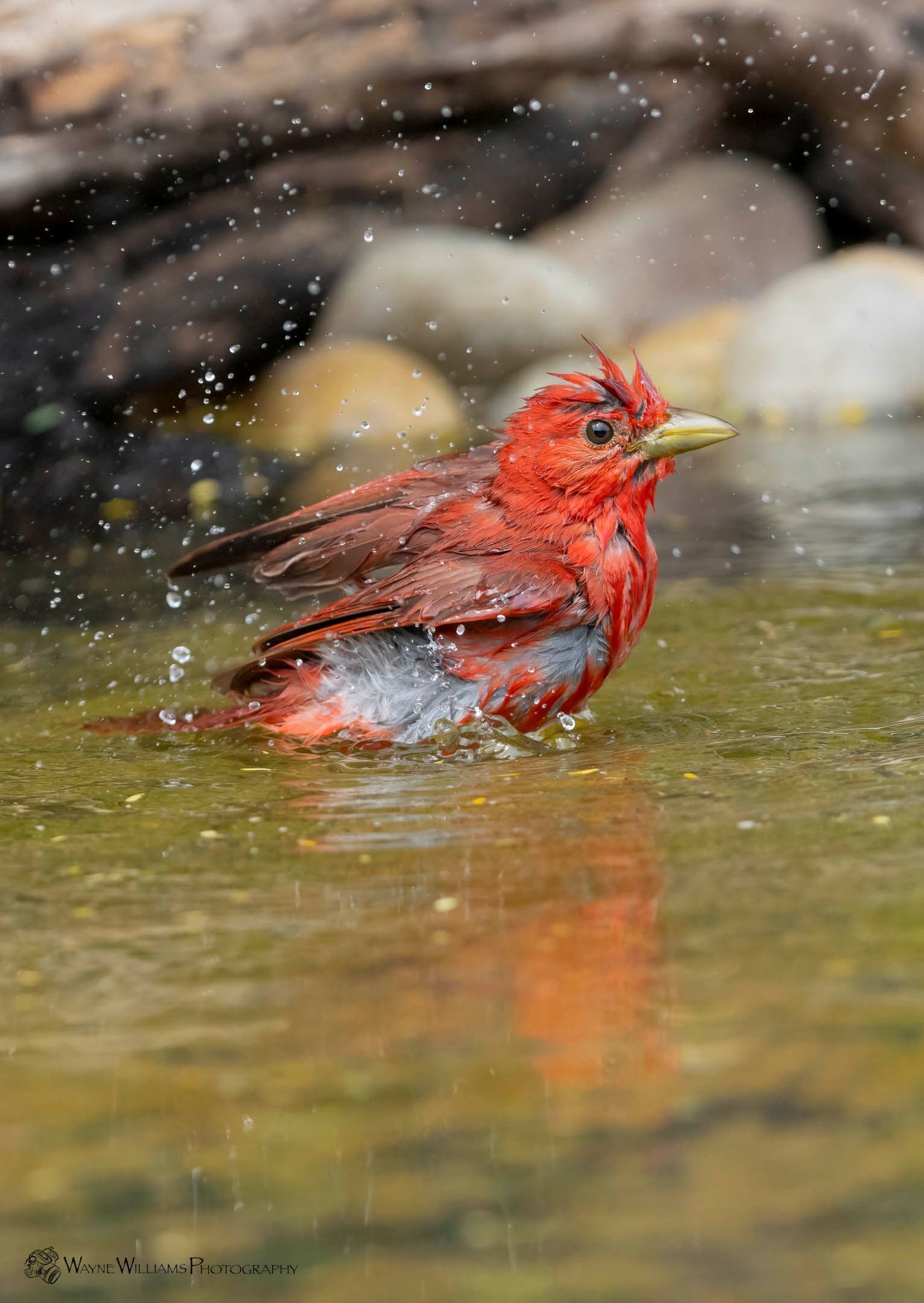 A red bird is taking a bath in a pond.