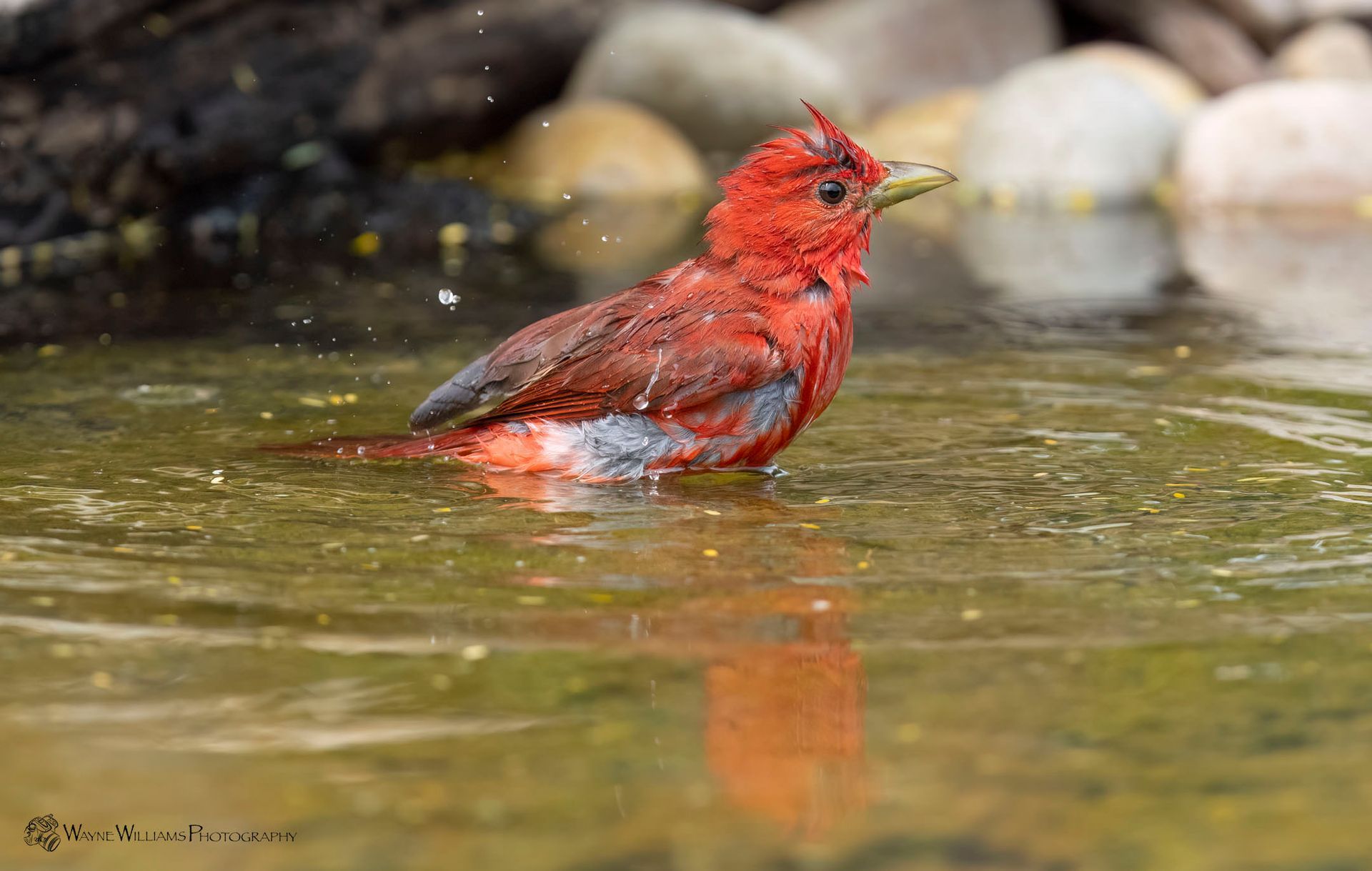 A red bird is standing in a body of water.