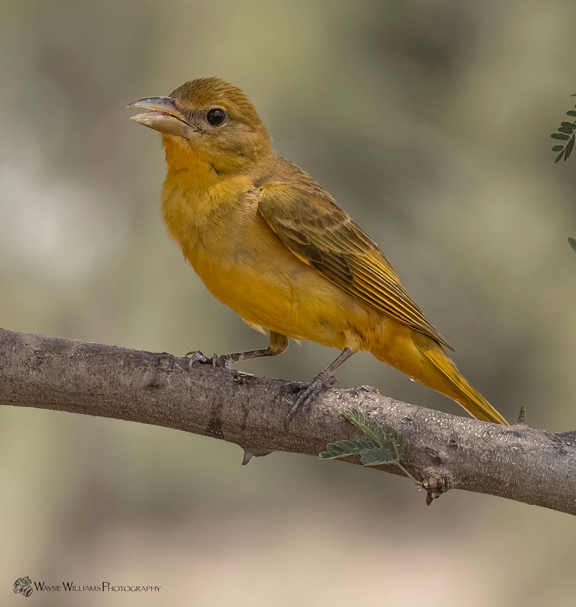 A small yellow bird perched on a tree branch