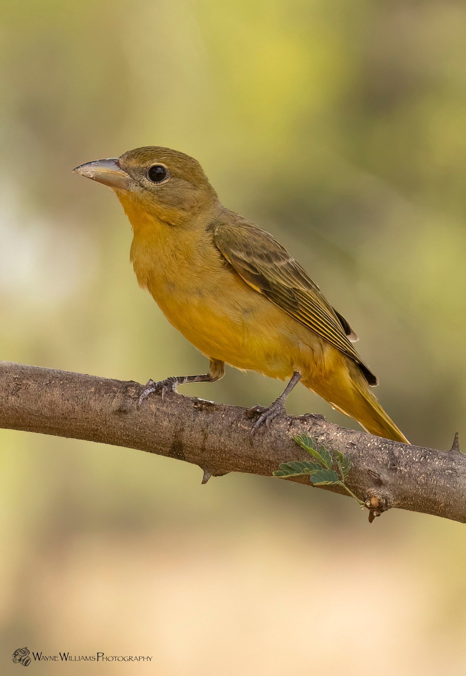 A small yellow bird perched on a tree branch.