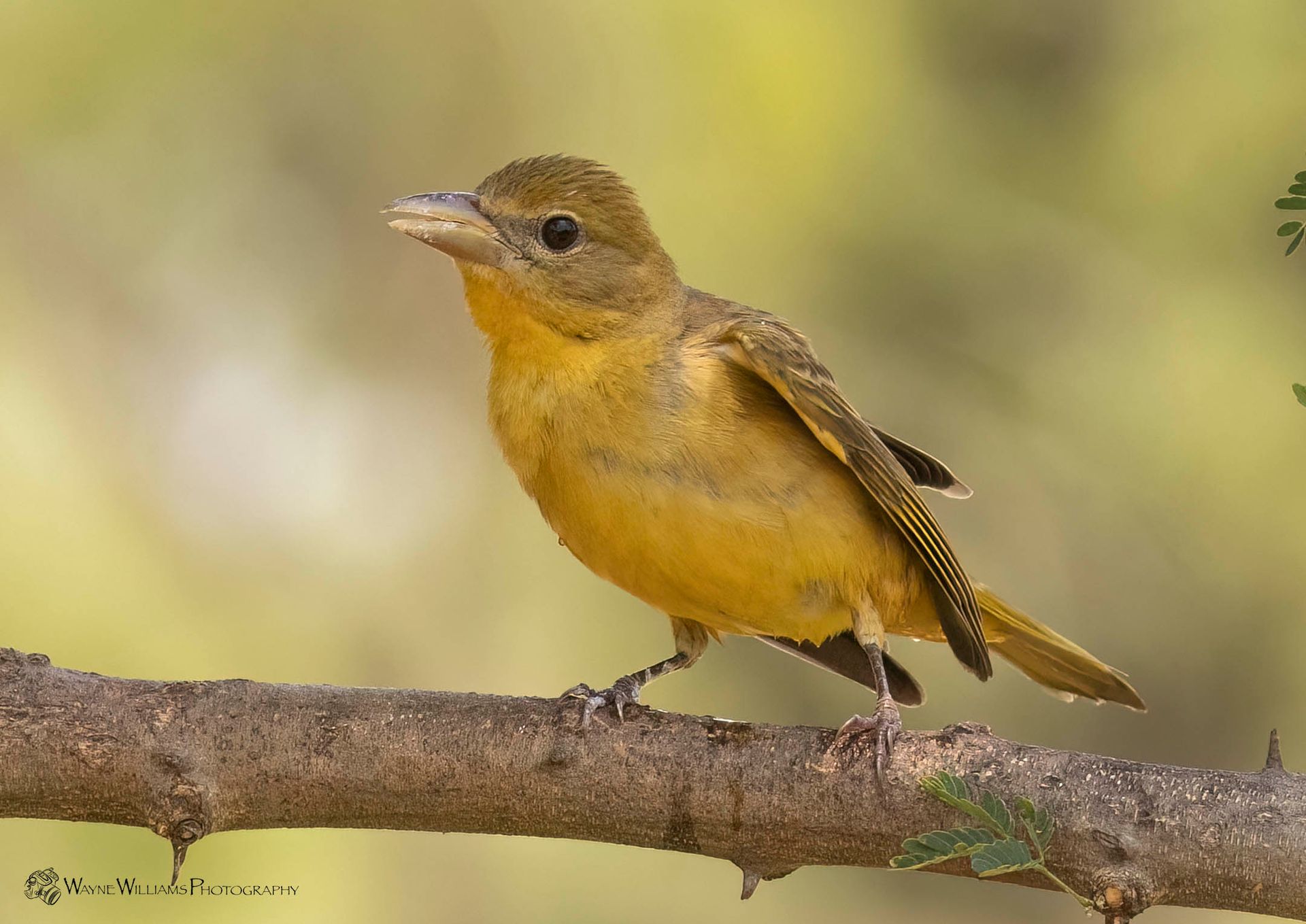 A small yellow bird perched on a tree branch