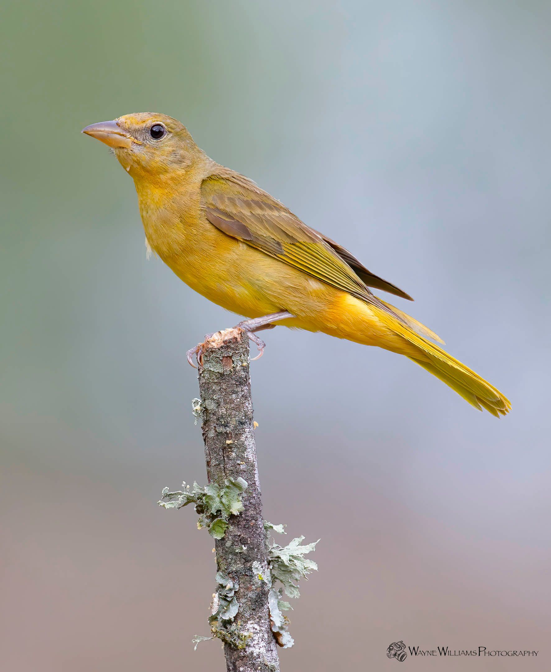 A small yellow bird perched on a tree branch