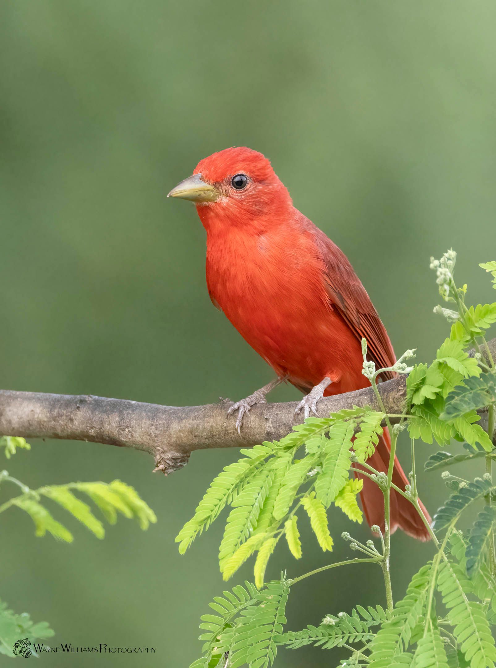 A small red bird perched on a tree branch