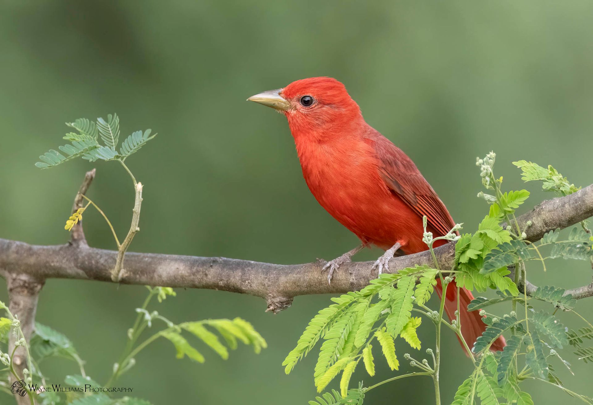 A small red bird perched on a tree branch