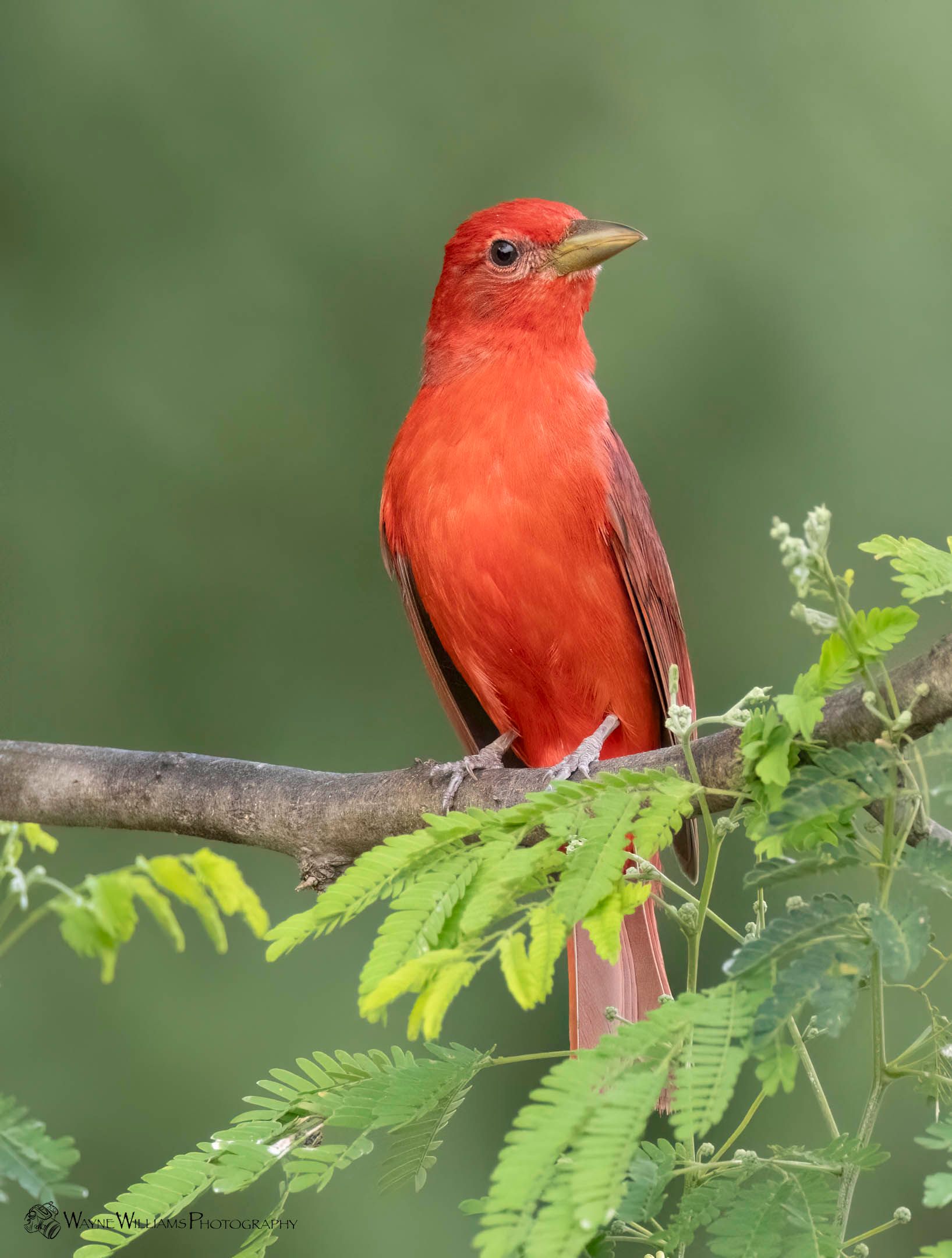 A red bird perched on a tree branch with green leaves