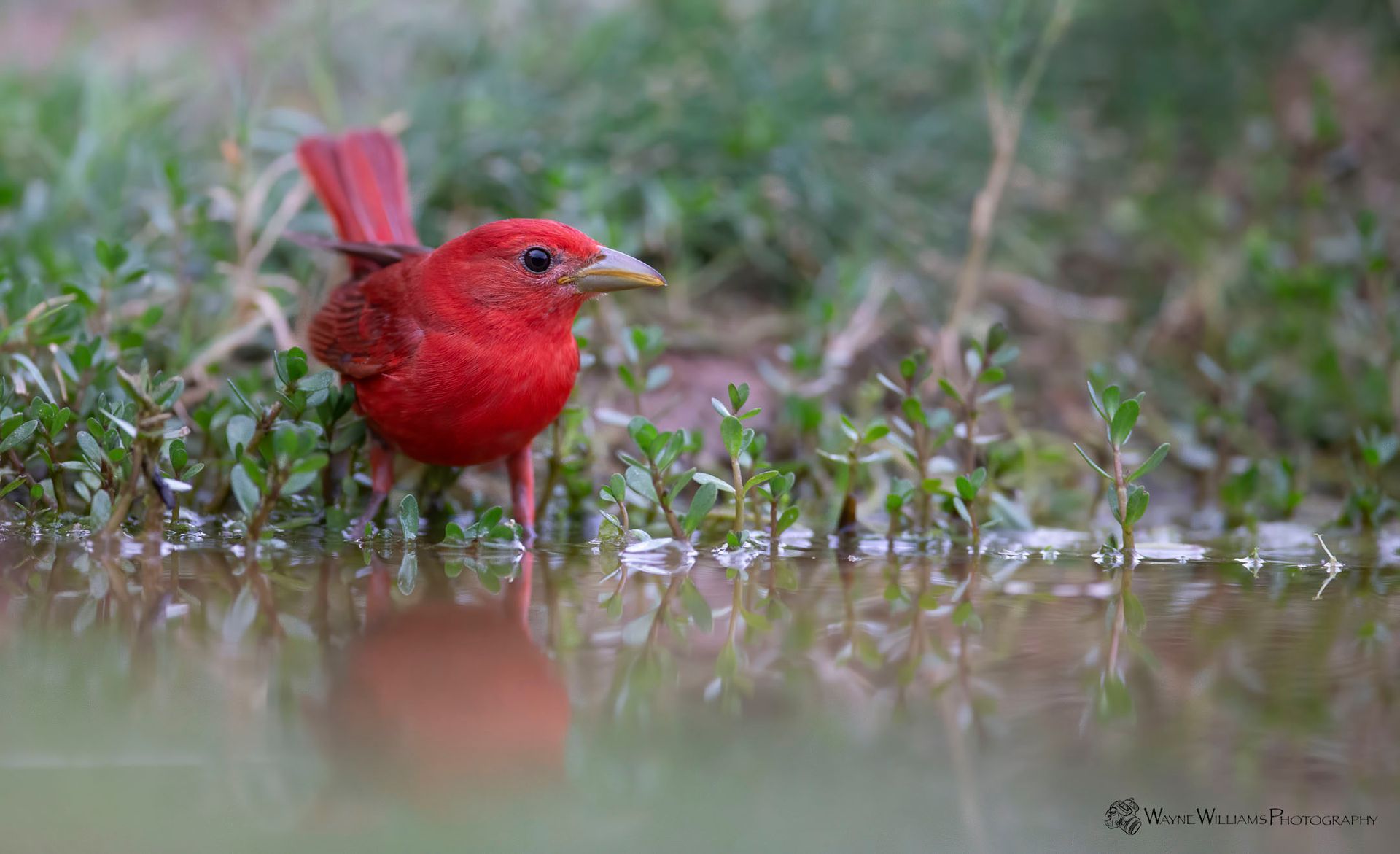 A red bird is standing in a puddle of water.