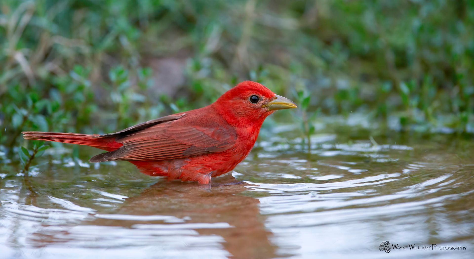A red bird is standing in a puddle of water.