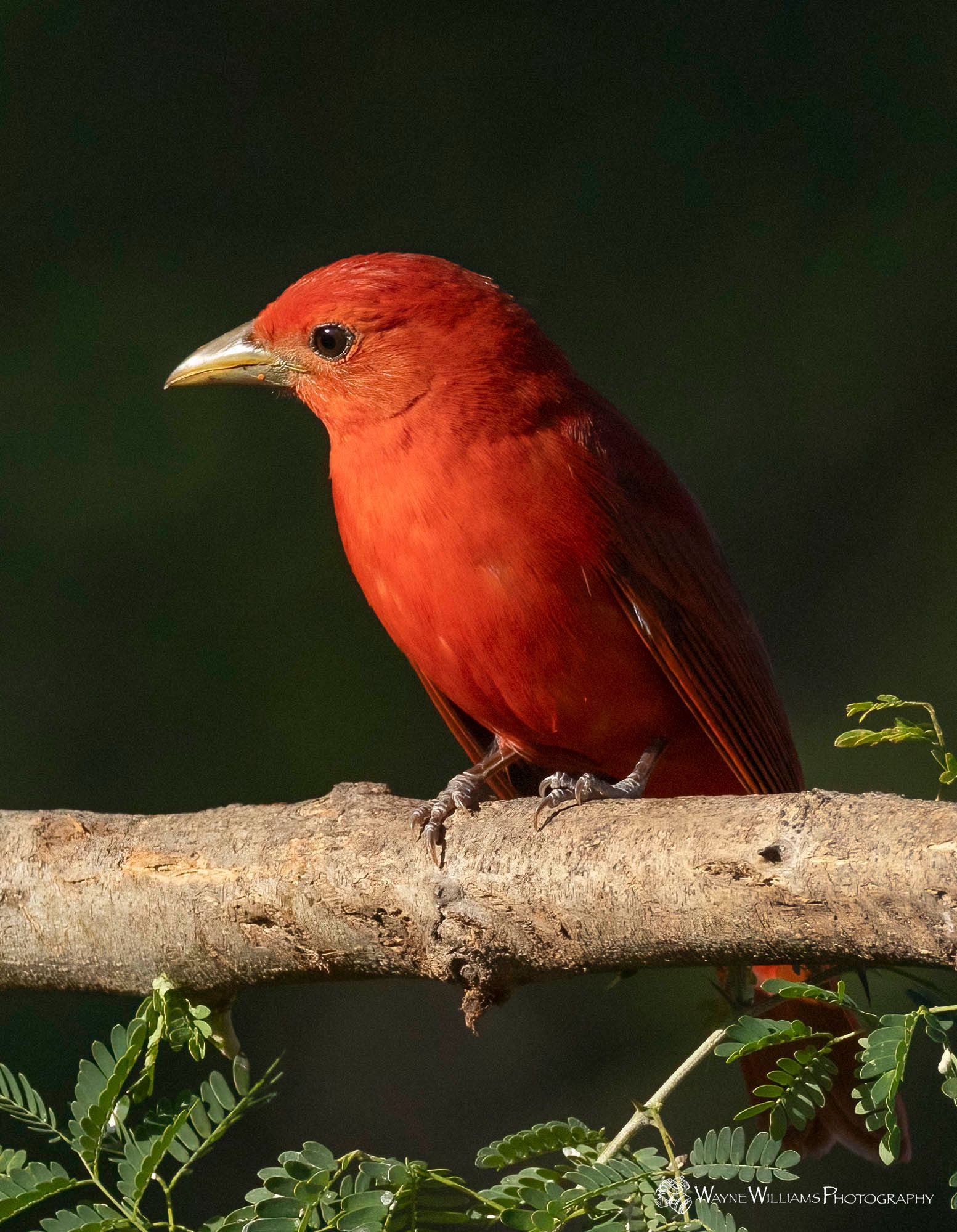 A small red bird perched on a tree branch