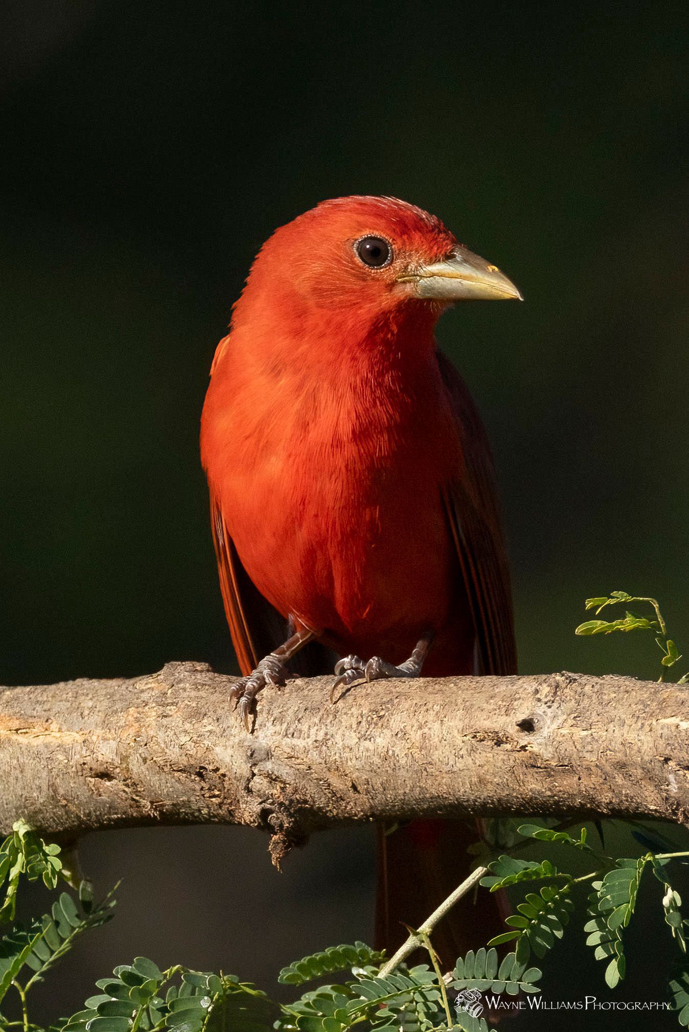 A small red bird perched on a tree branch