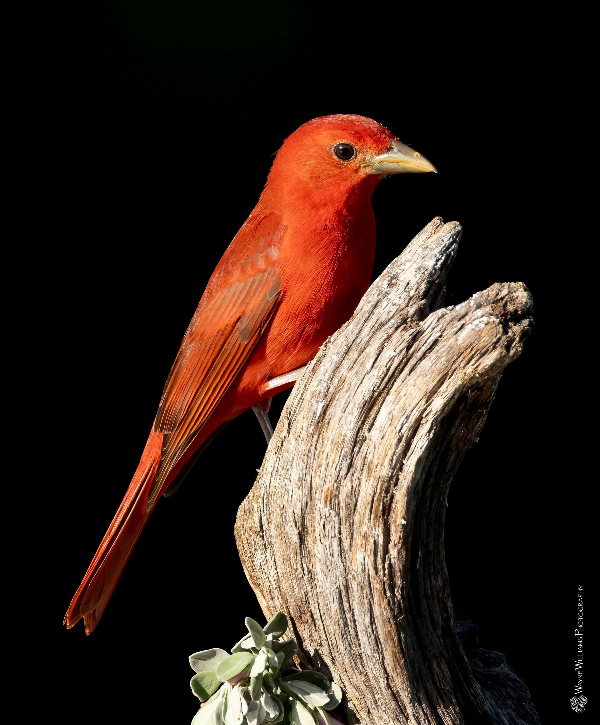 A small red bird perched on a tree branch