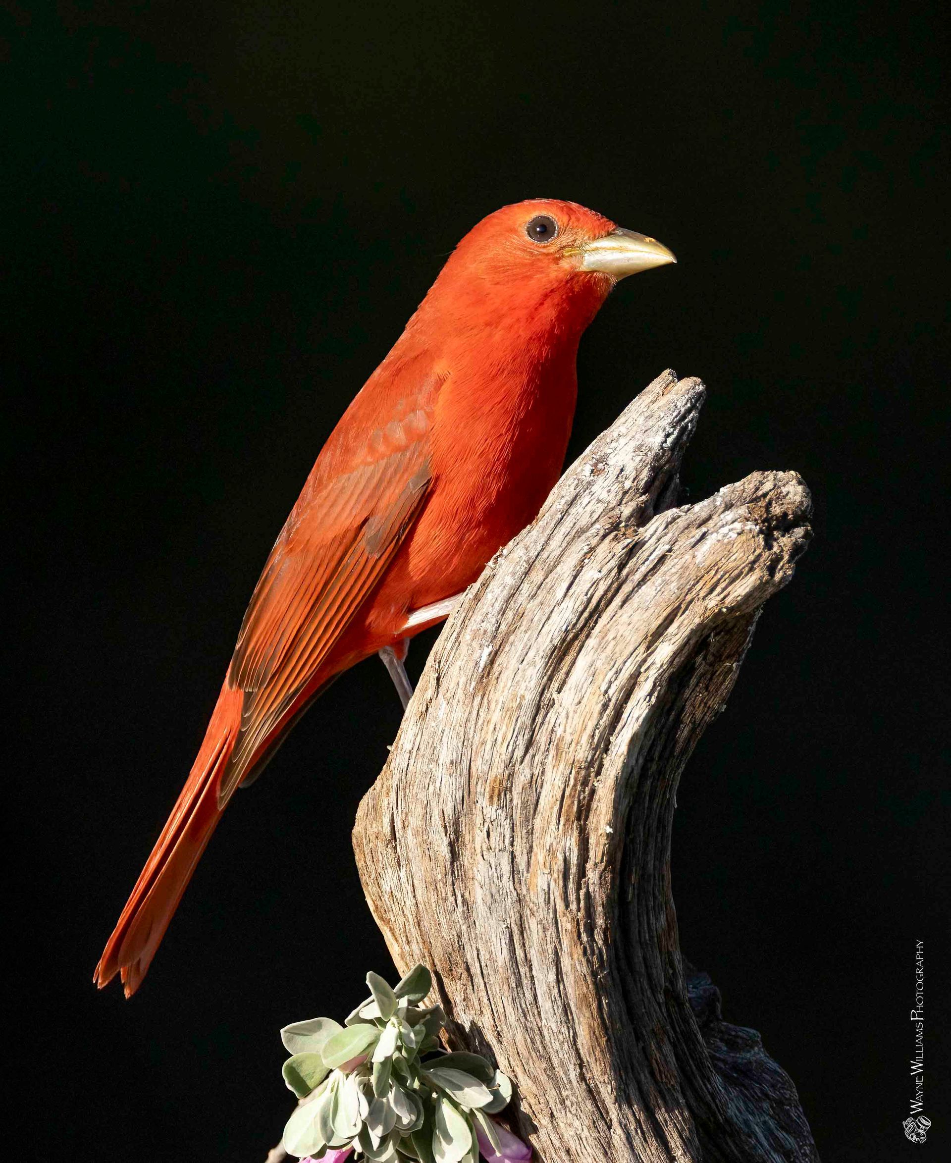 A small red bird perched on a tree branch