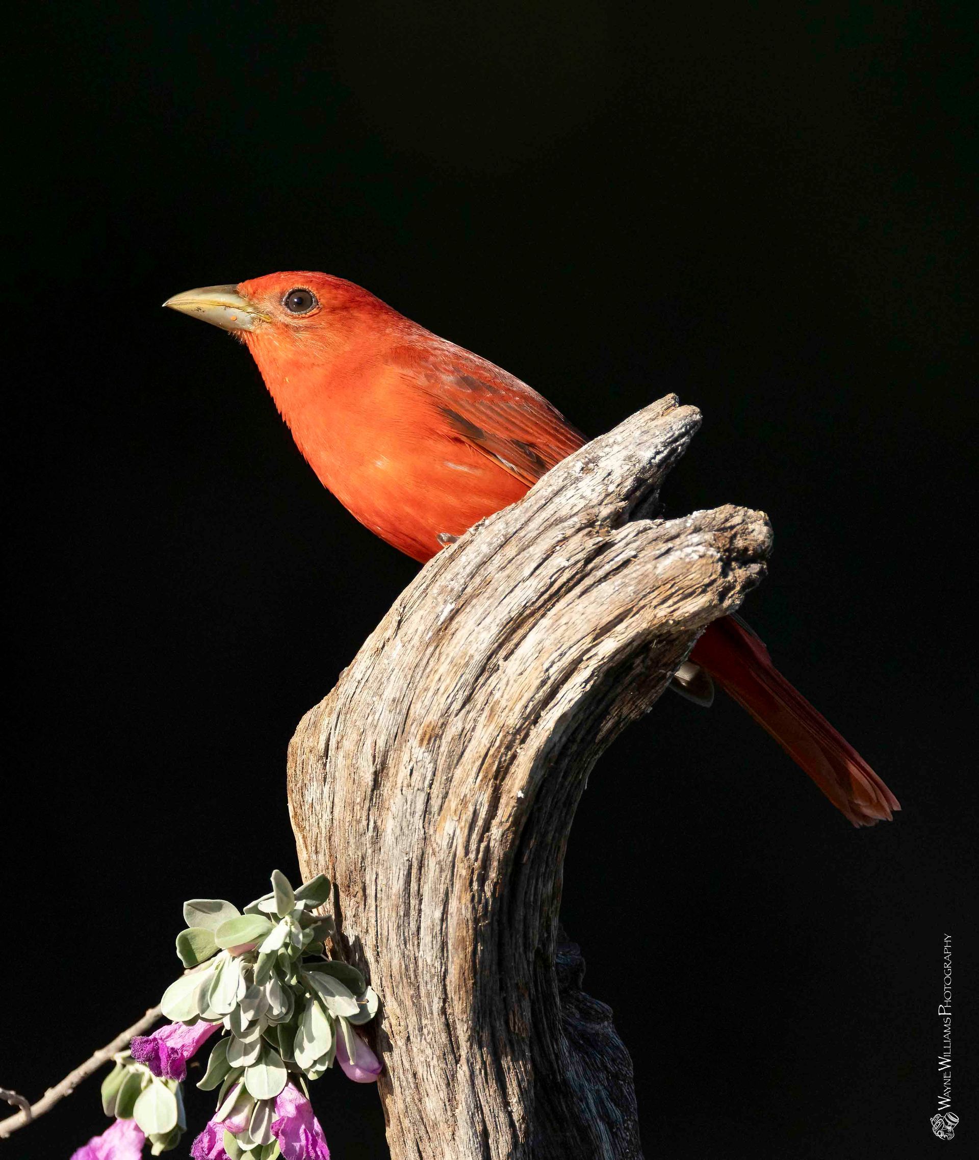 A small red bird perched on a tree branch