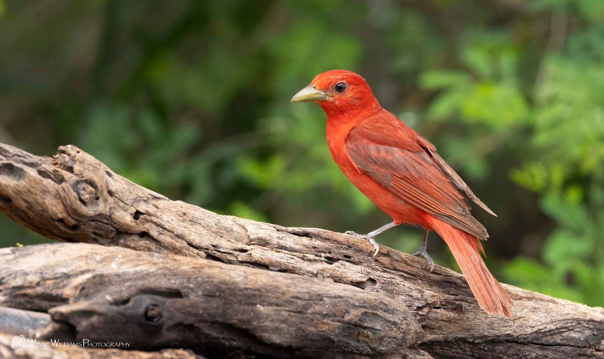 A small red bird perched on a piece of wood.