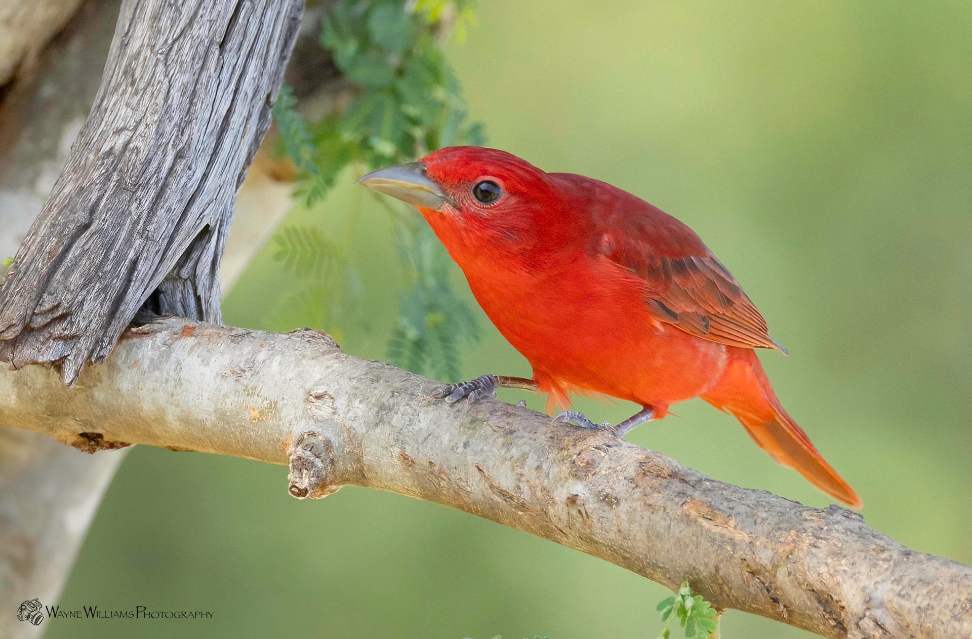 A small red bird perched on a tree branch.