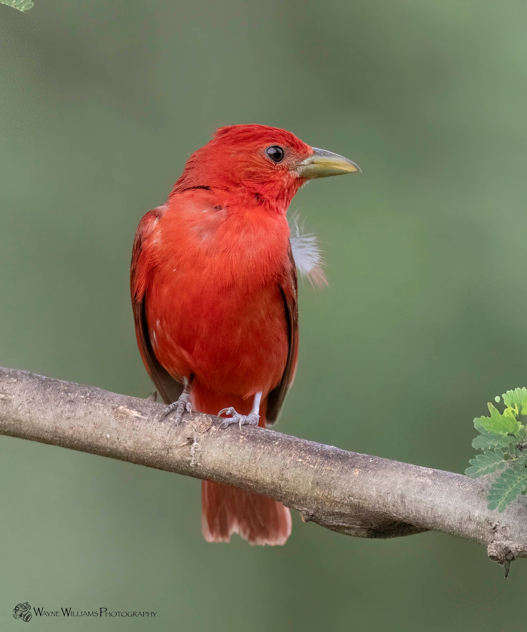 A small red bird perched on a tree branch.