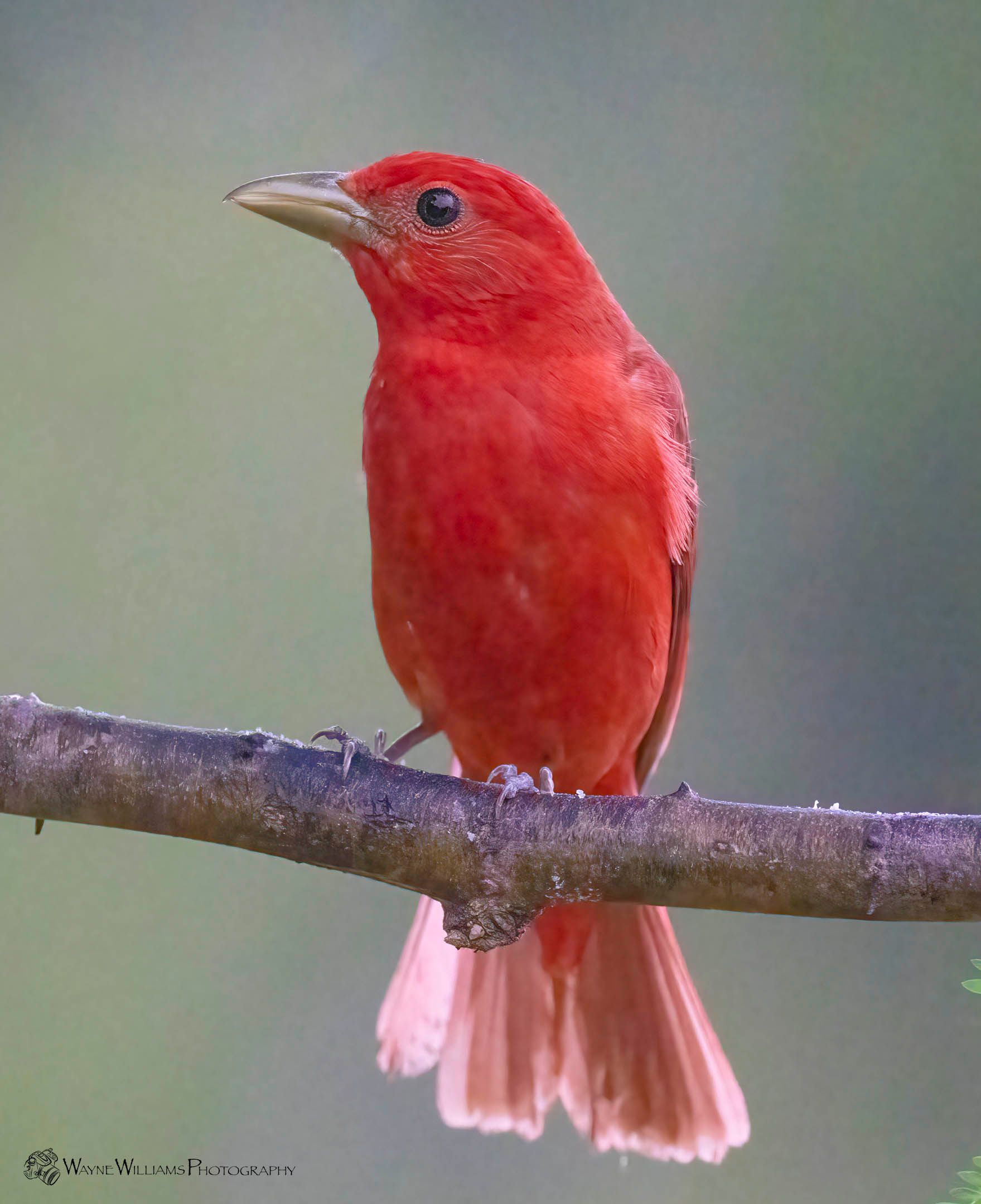 A small red bird perched on a tree branch