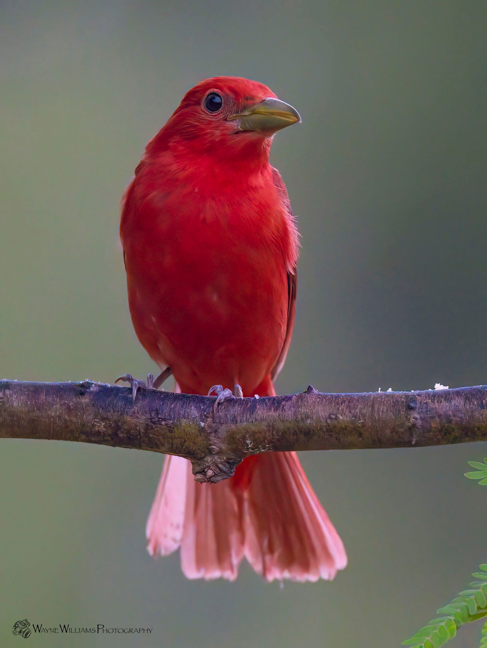 A small red bird perched on a tree branch.