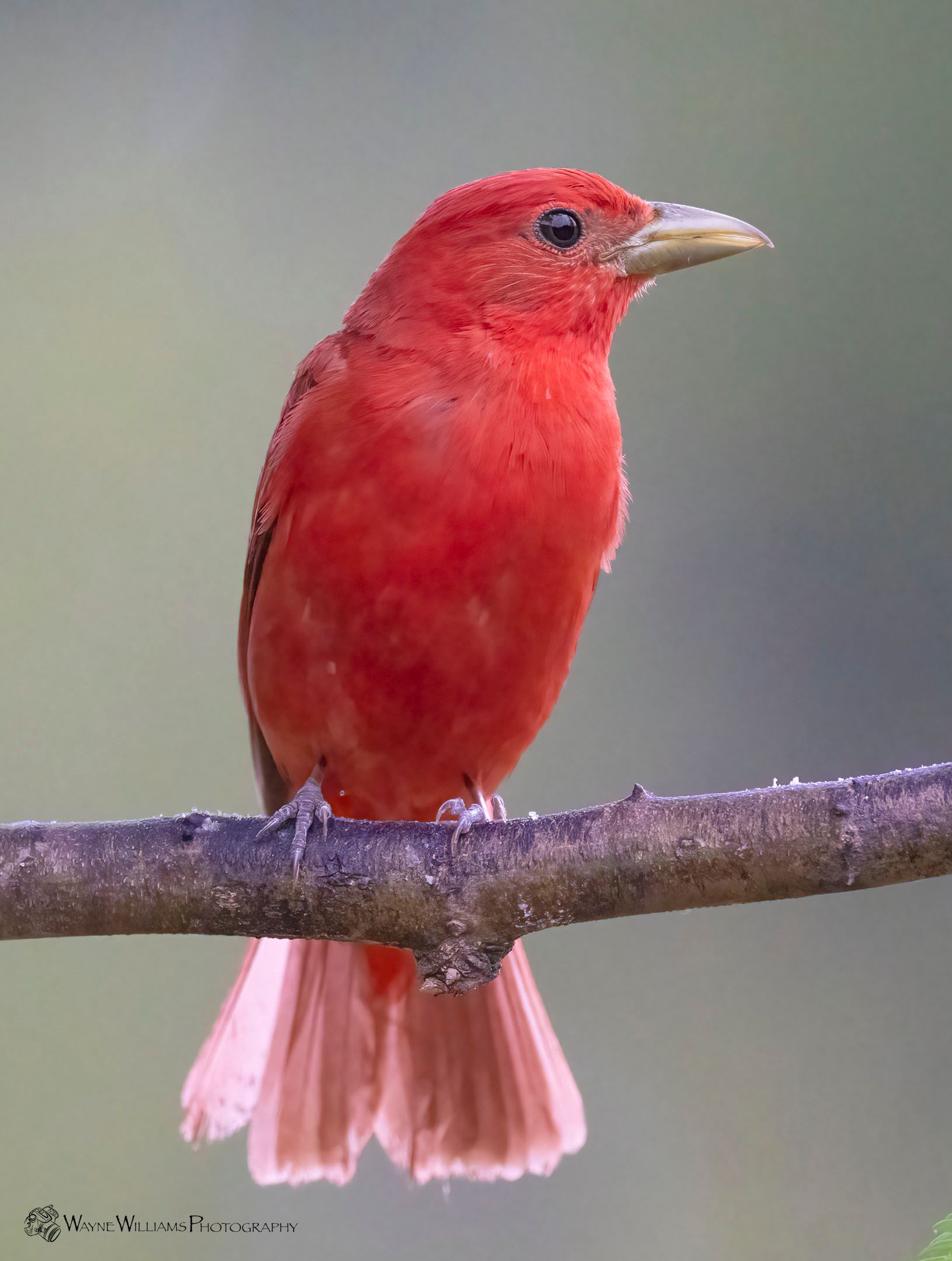 A small red bird perched on a tree branch