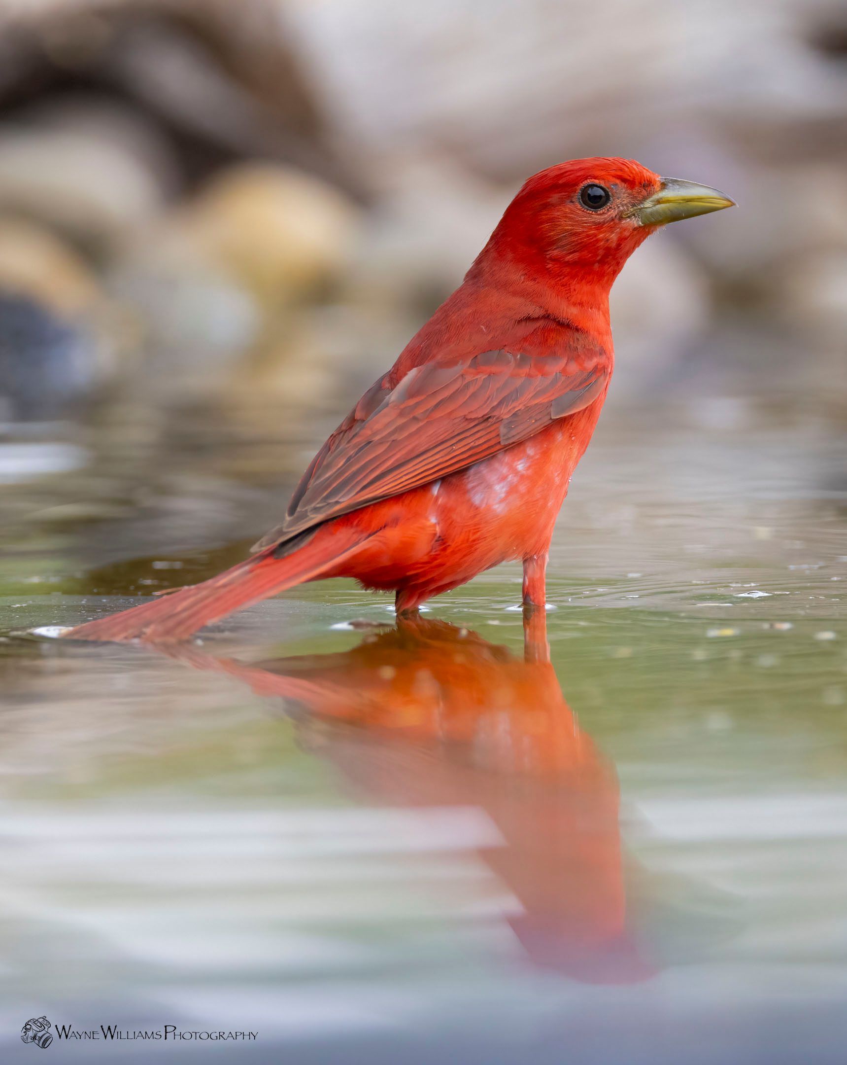 A red bird with a long beak is standing in the water