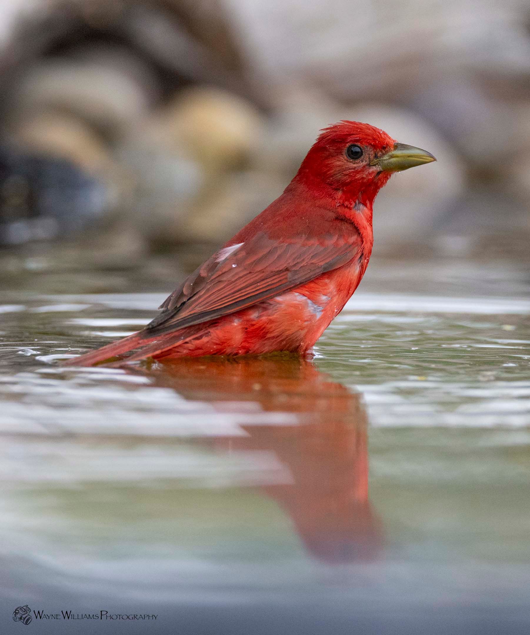 A red bird is standing in a body of water