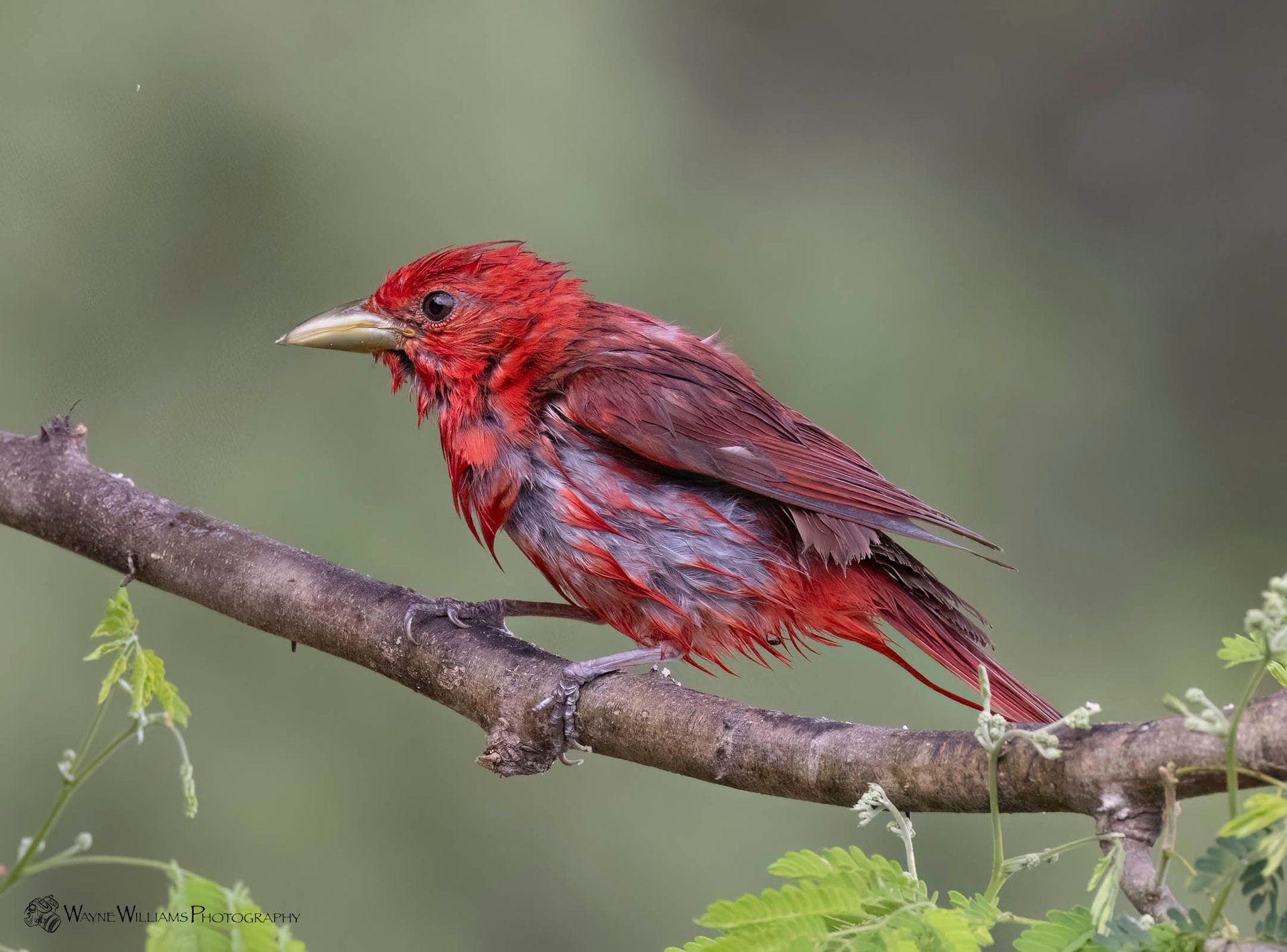 A red bird with a long beak is perched on a tree branch.