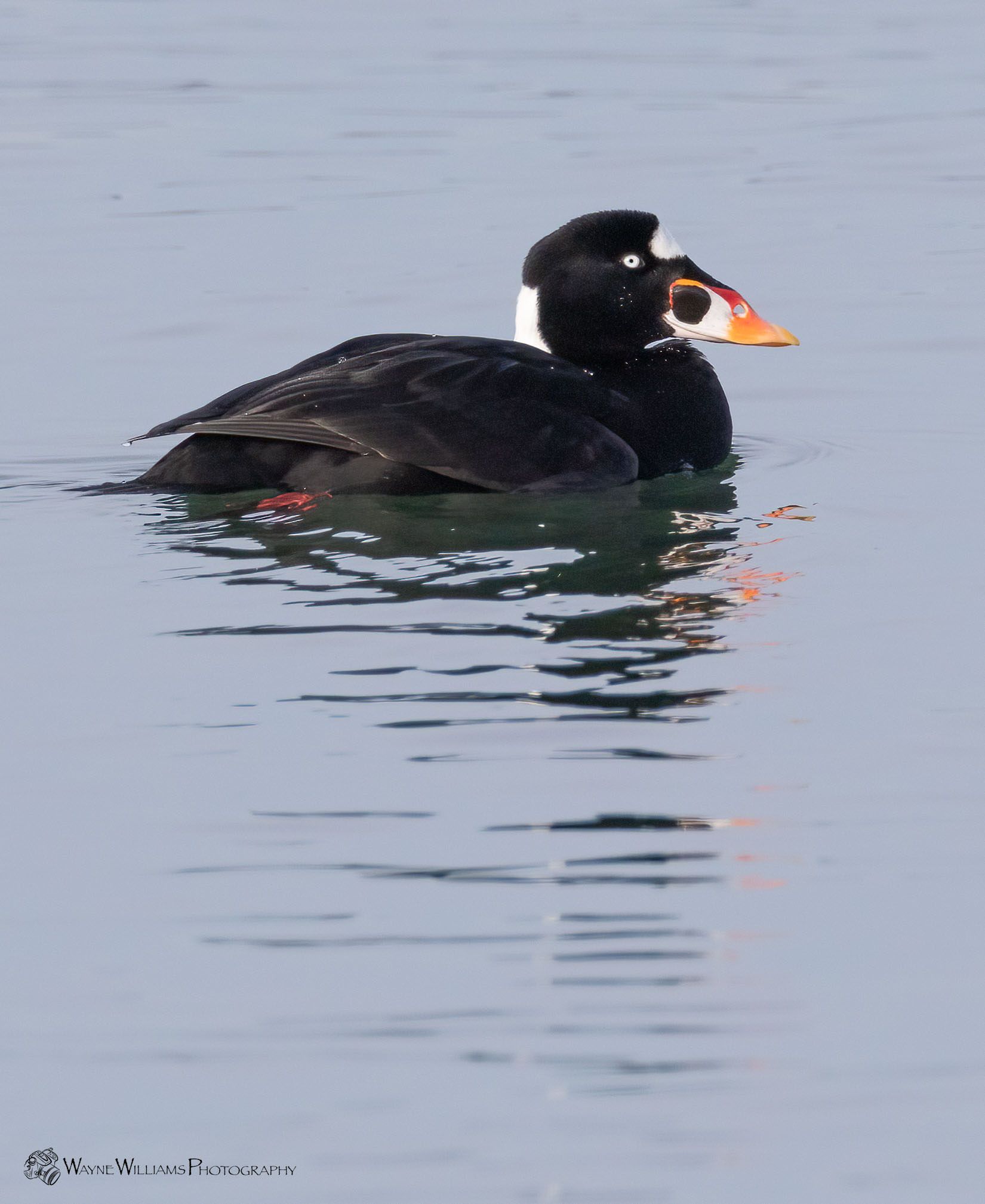 A black duck with a white head and orange beak is swimming in the water.