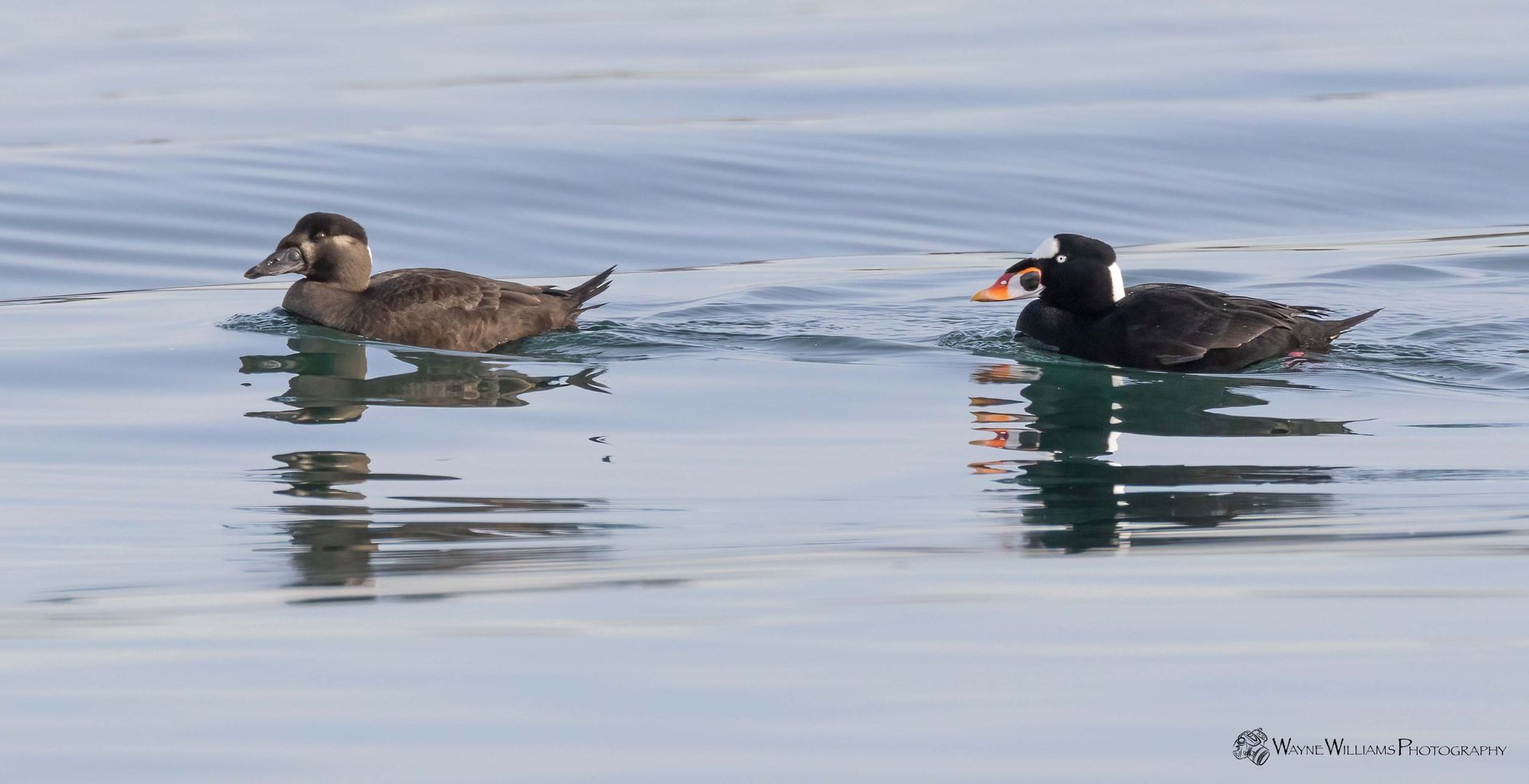 A couple of ducks are swimming in the water.