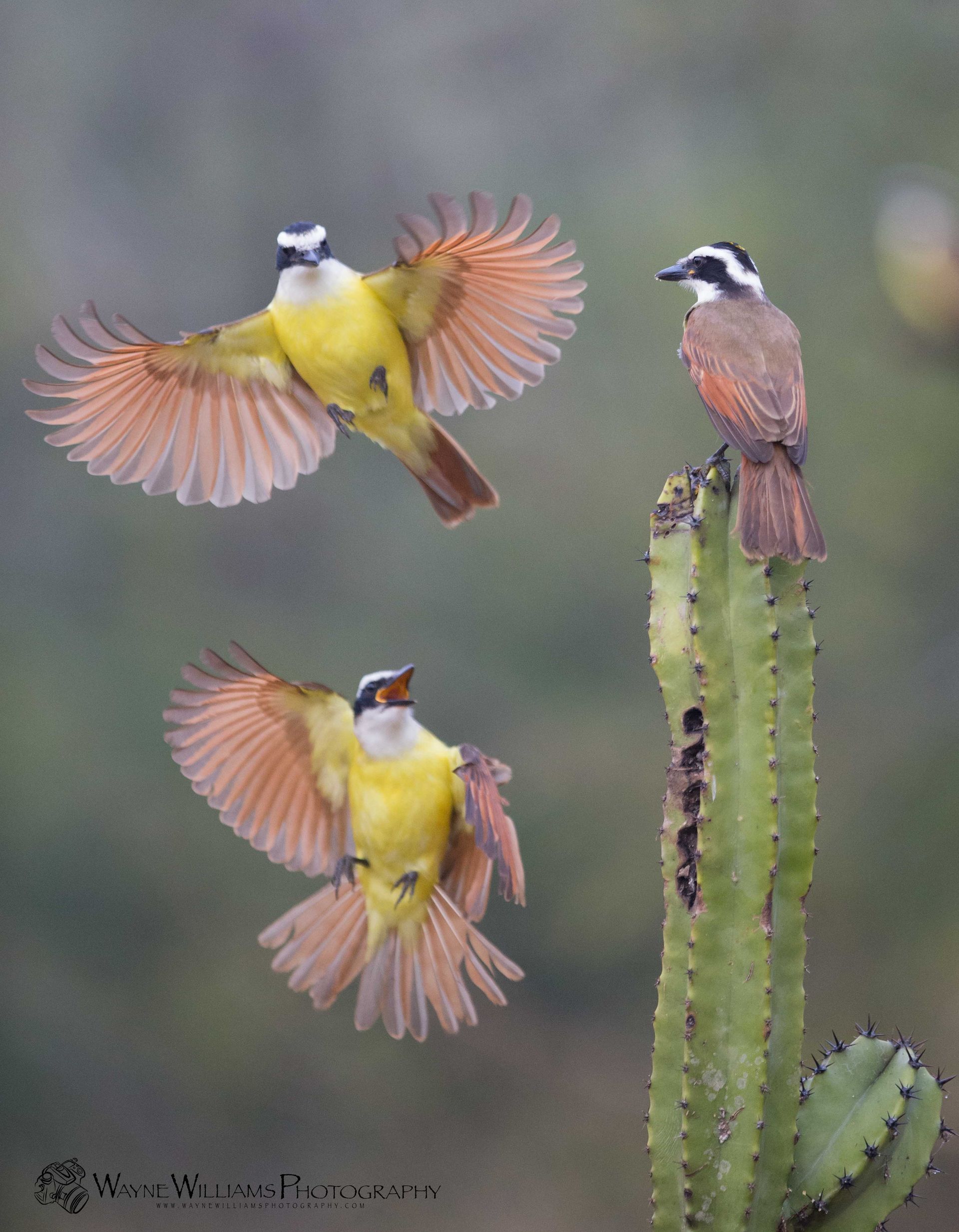 Three birds are sitting on top of a cactus.