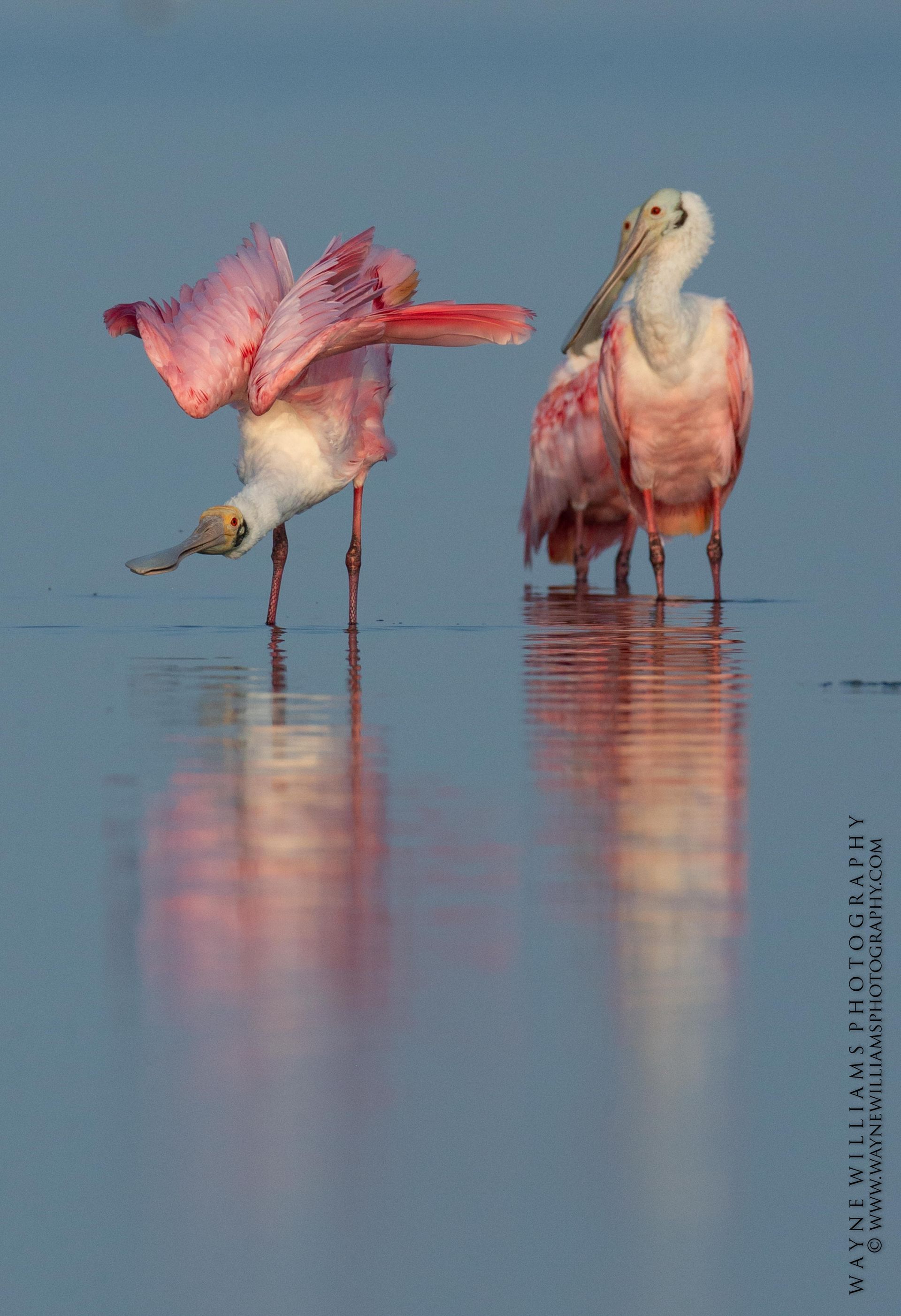 Two birds are standing in the water with their wings outstretched