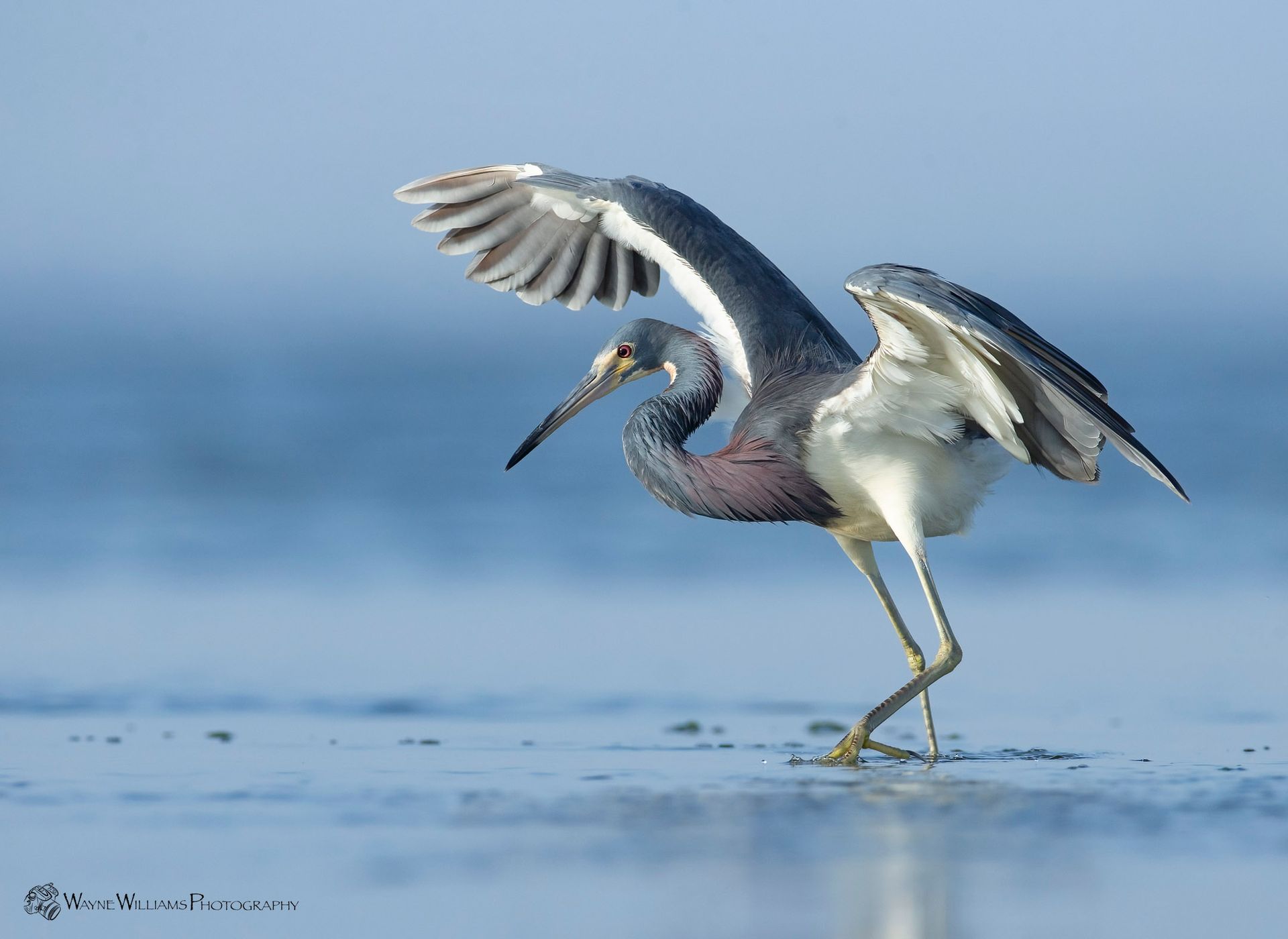 A bird is standing in the water with its wings outstretched